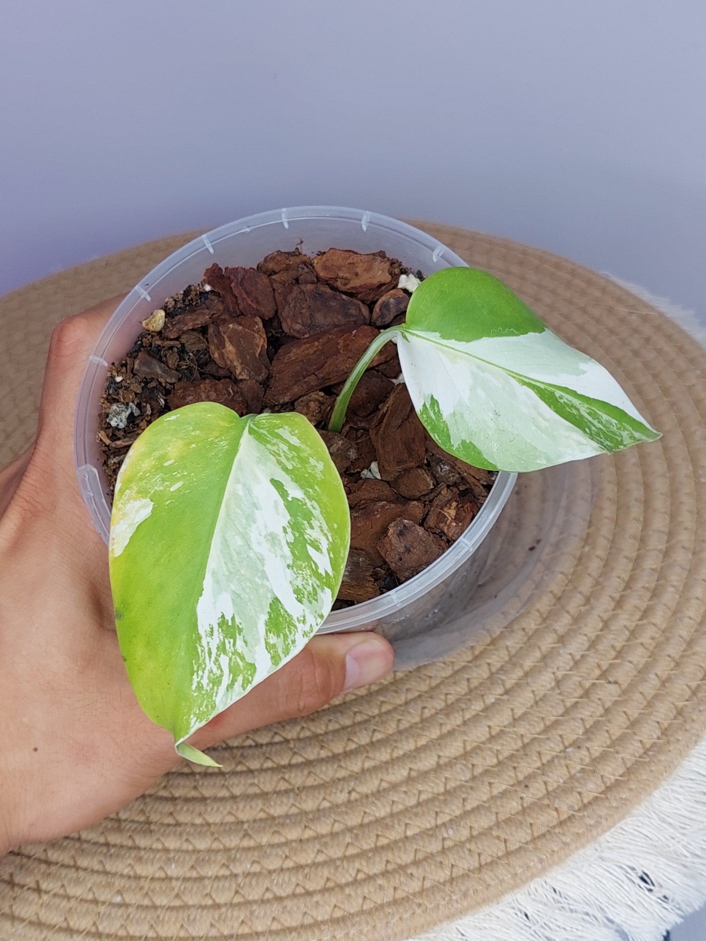 Monstera Borsigiana Albo Variegated (small) 1