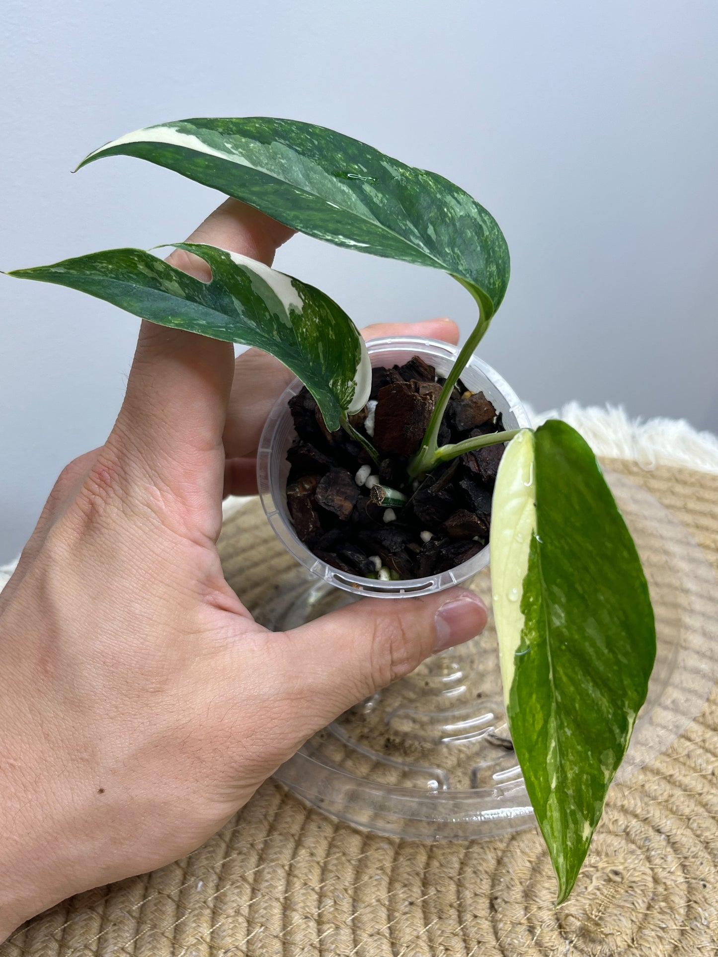 Epipremnum Pinnatum Albo 1