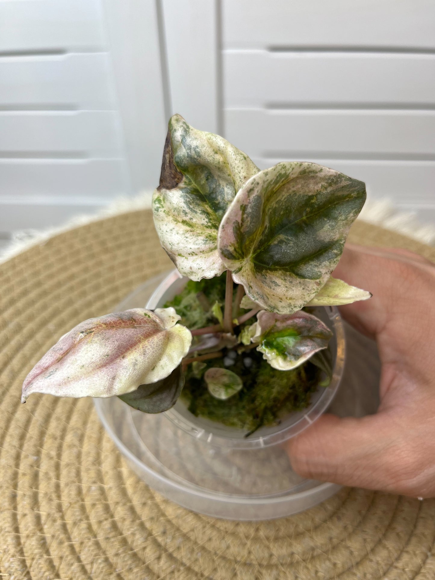 Peperomia Pink Lady (1)