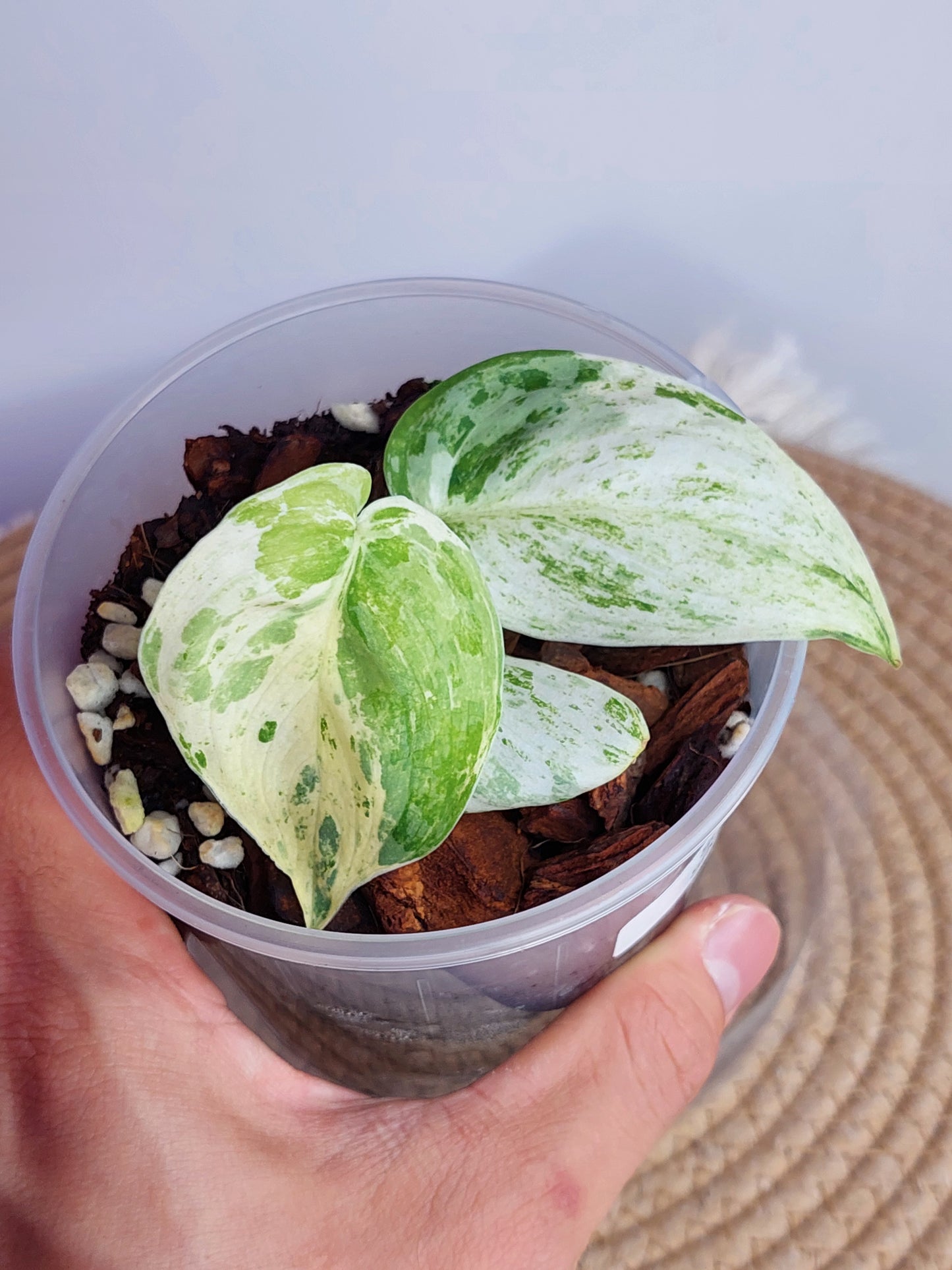 Scindapsus Silver Splash Variegated (1)