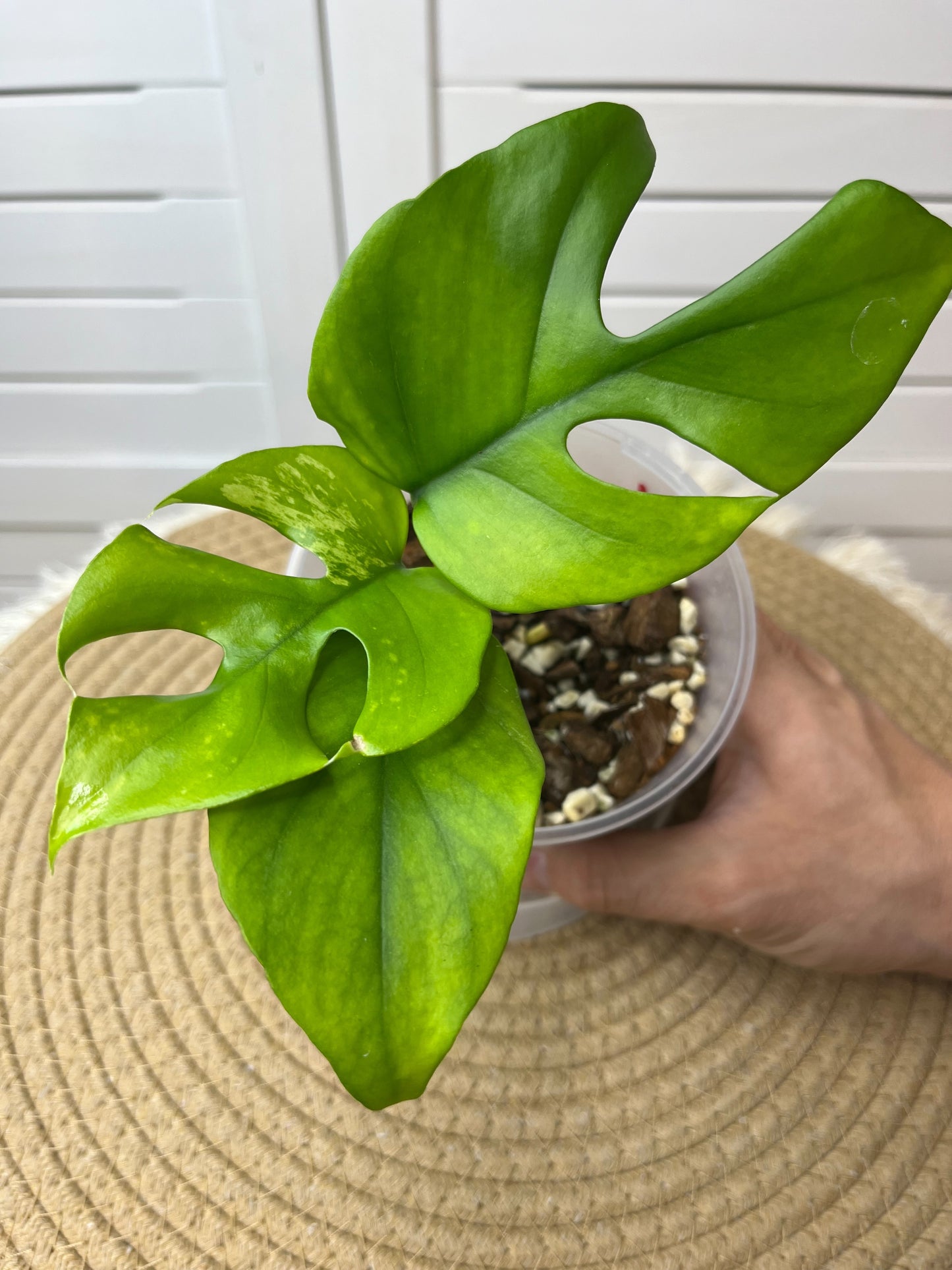 Minima Albo(Rhaphidophora Tetrasperma) Variegated (1)