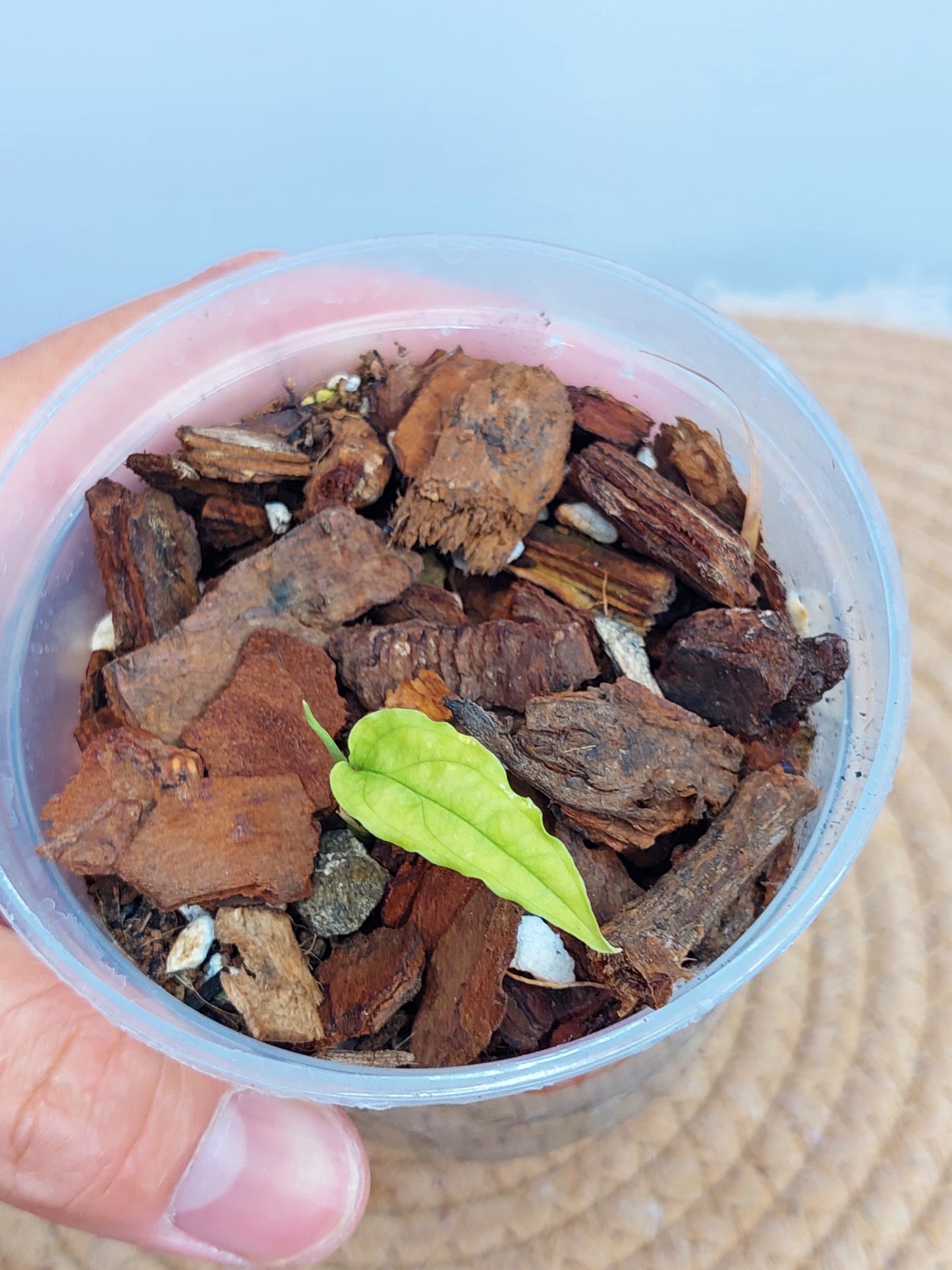 Monstera Obliqua Peru #1