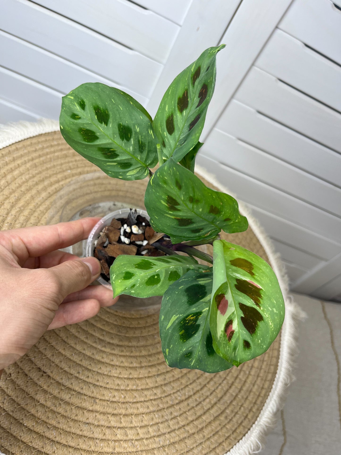 Maranta Variegated (Prayer Plant) 1
