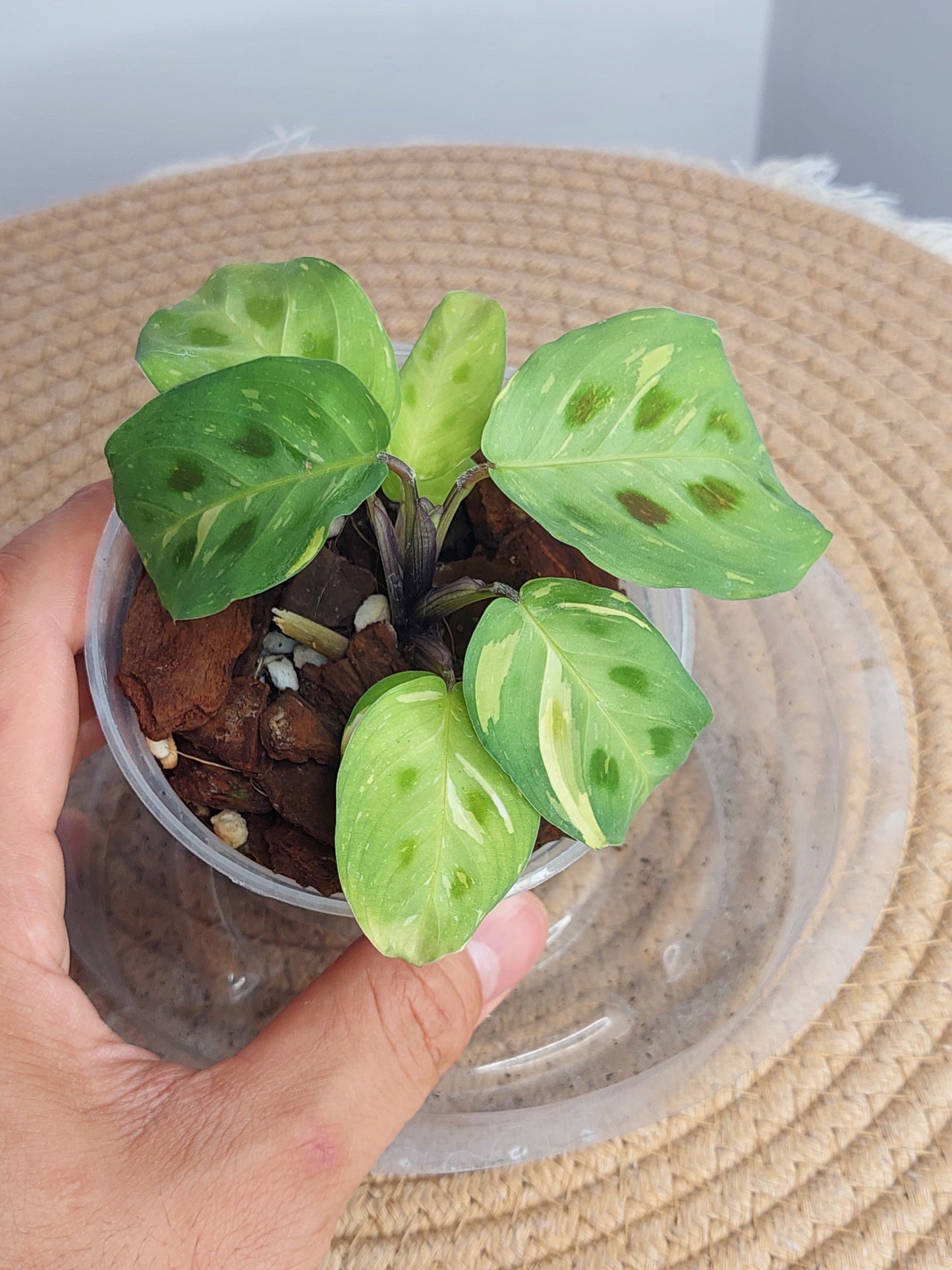 Prayer Plant(Maranta) Variegated 1