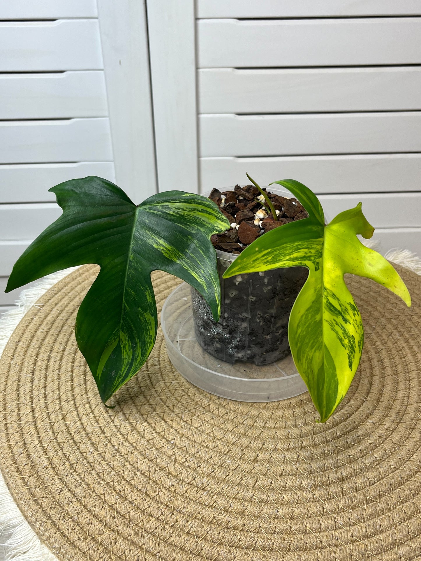 Philodendron Florida Beauty variegated (1)