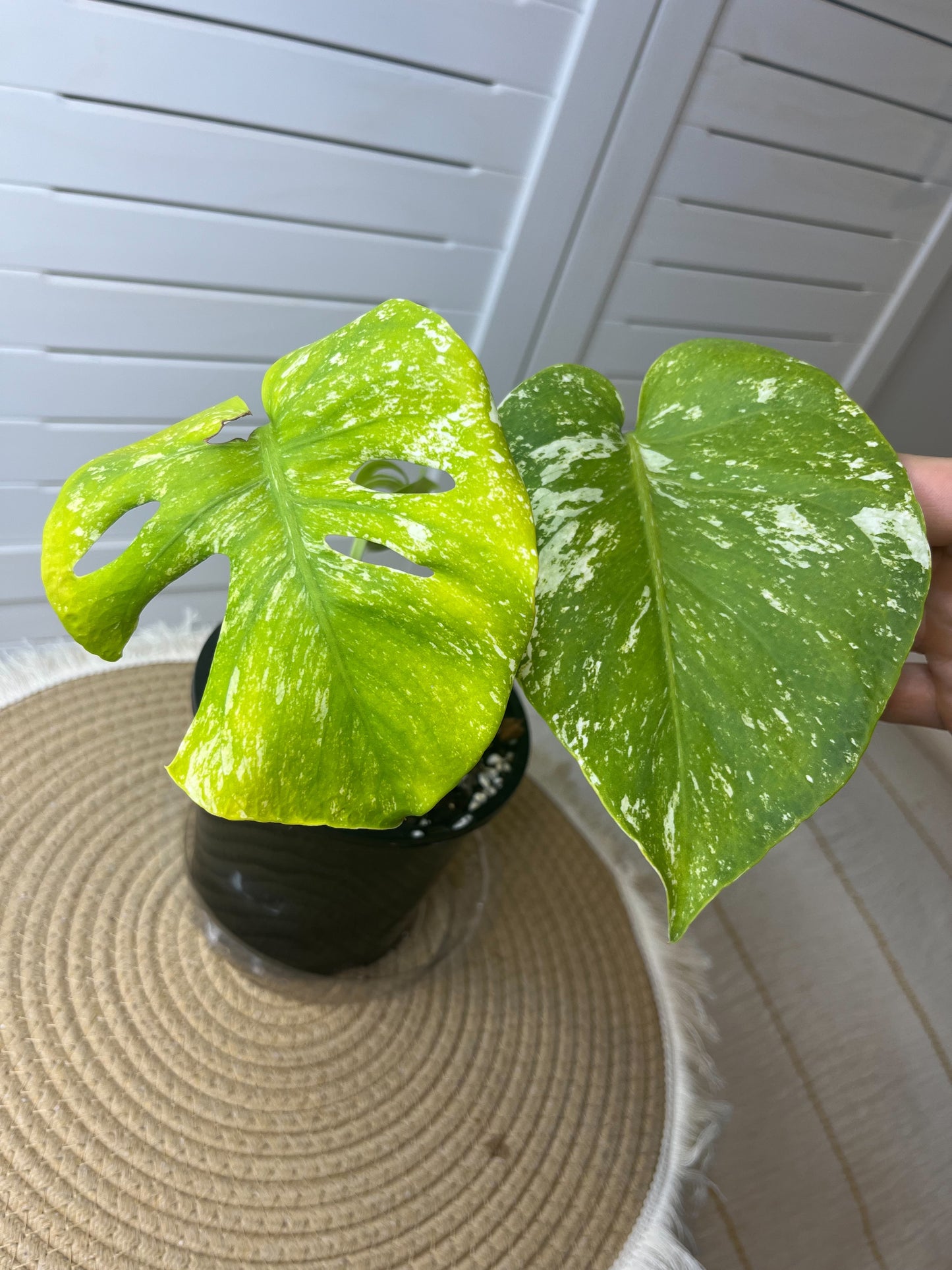 Monstera Deliciosa Mint Variegated #1