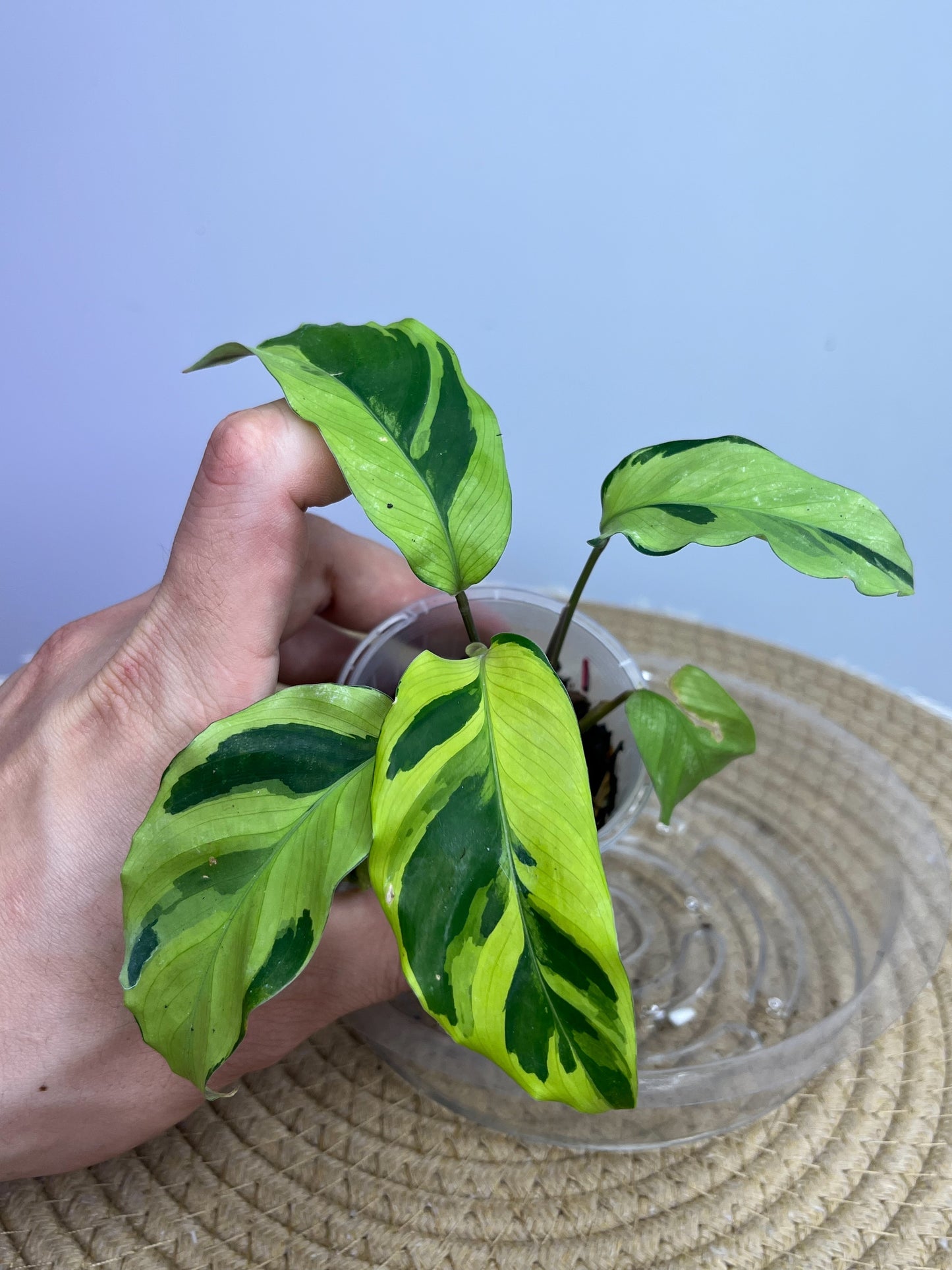 Calathea Yellow Fusion 1