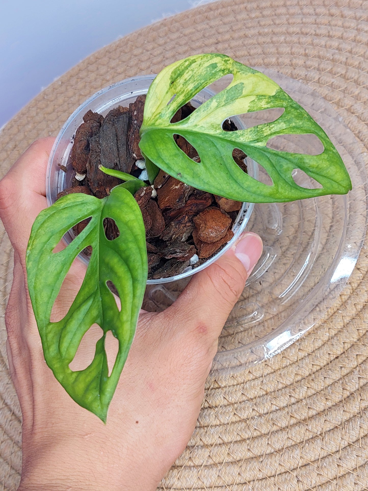 Monstera Monkey Mask(Adansonii) Aurea Variegated 1