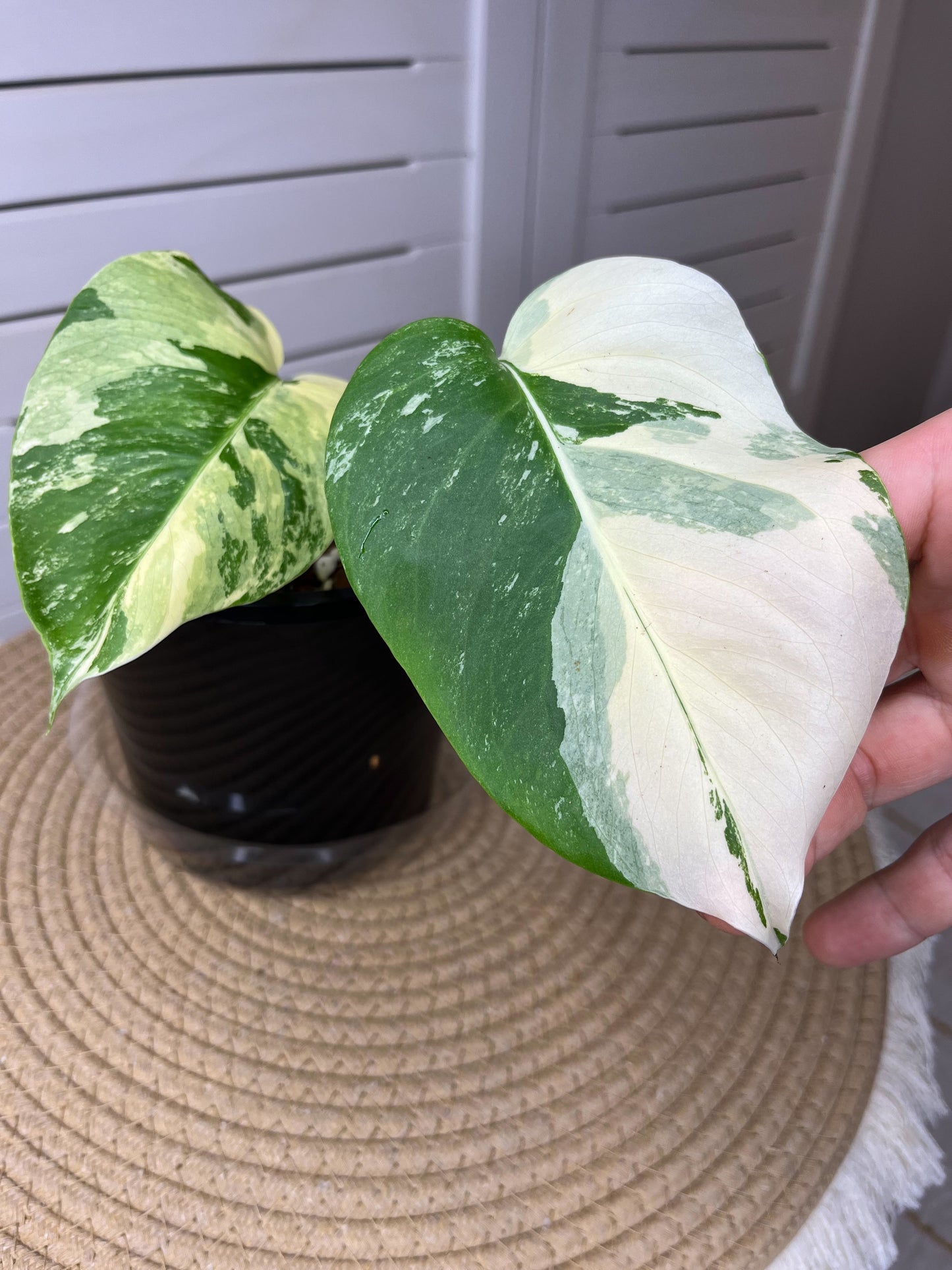 Monstera Borsigiana Albo Variegated (1)
