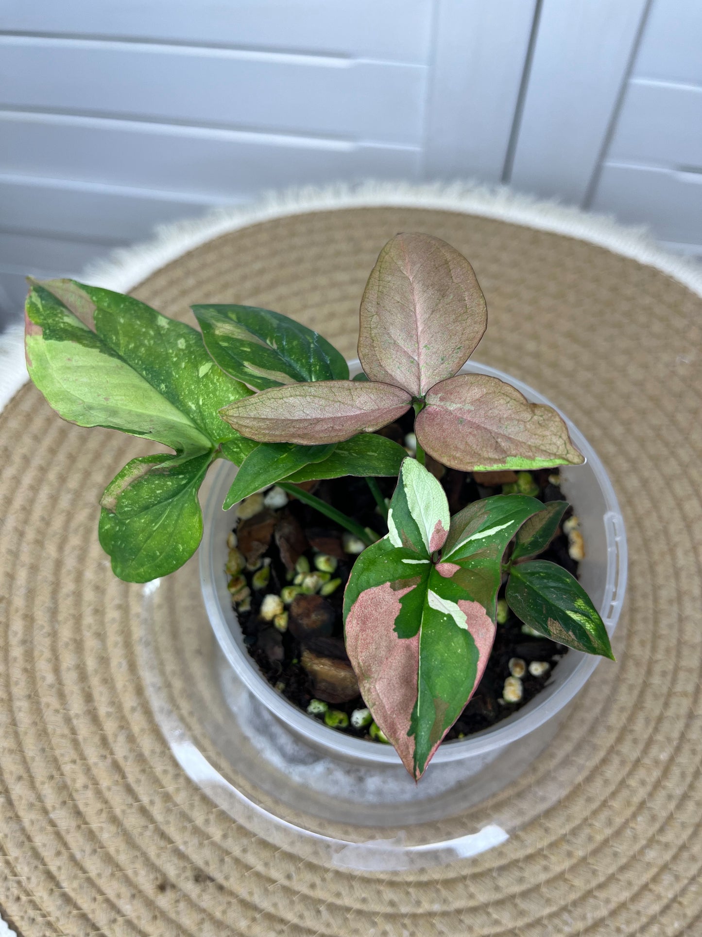 Syngonium Red Spot Tricolour 1