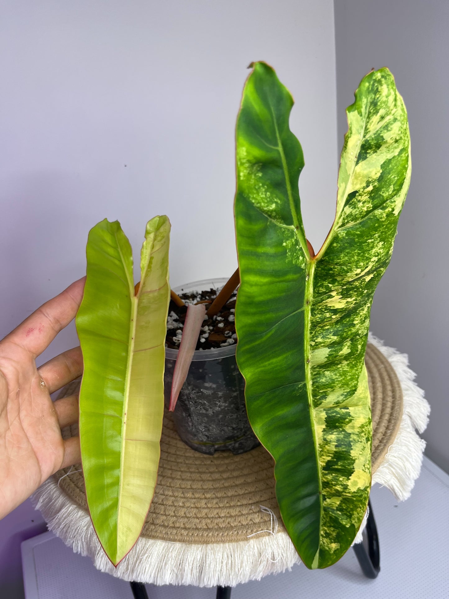 Philodendron Billietiae Variegated A