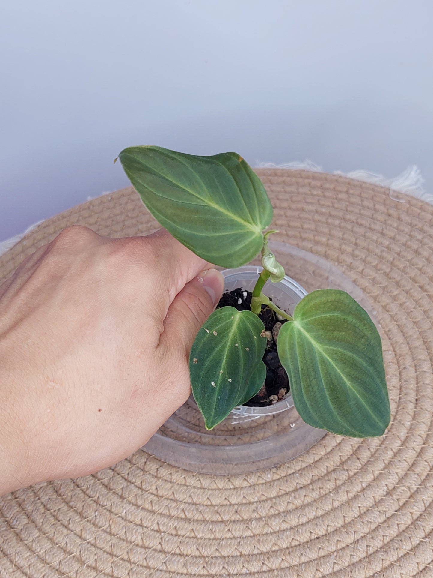 Philodendron Zeus 1
