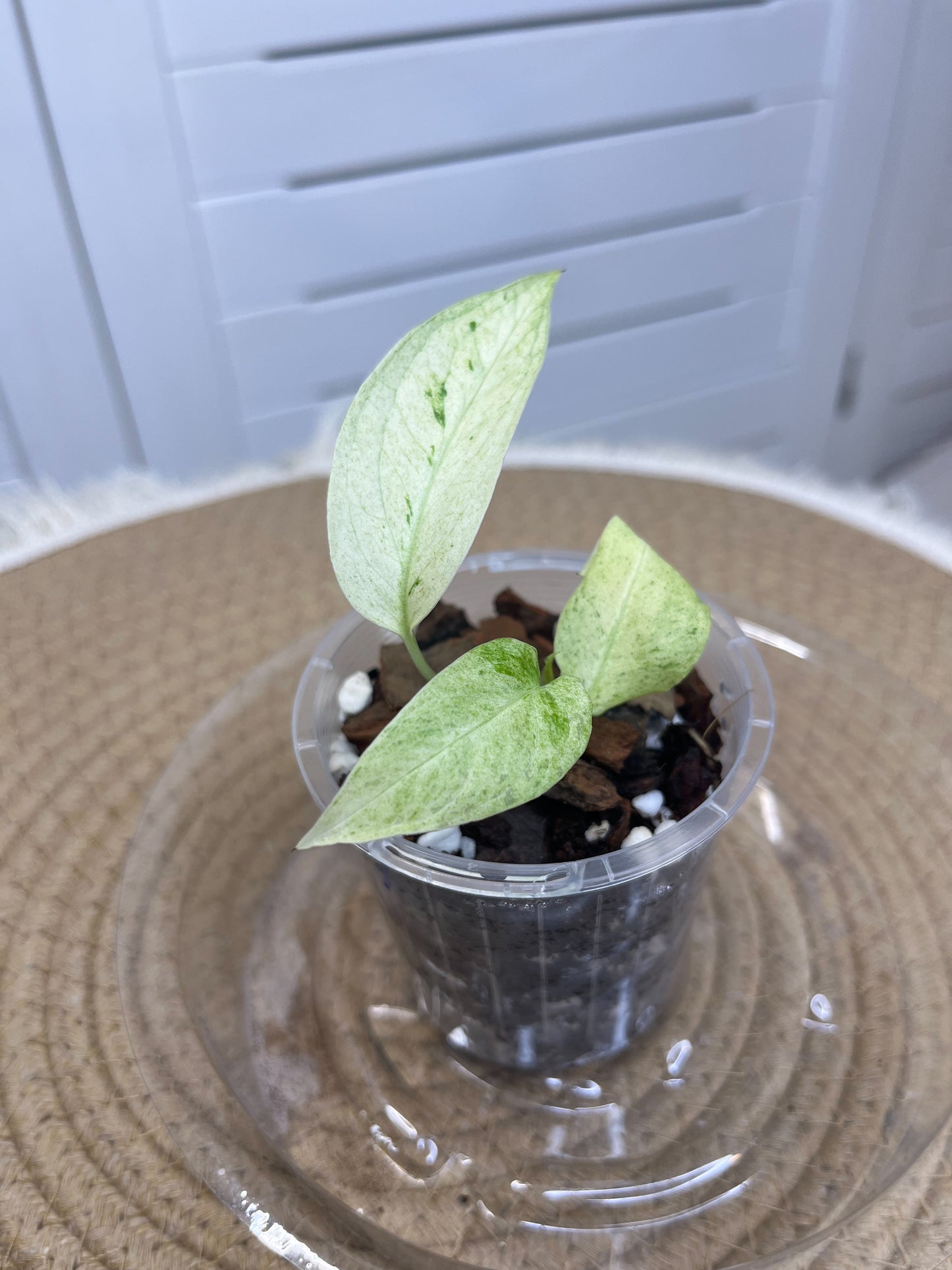 Monstera Adansonii Laniata Mint A