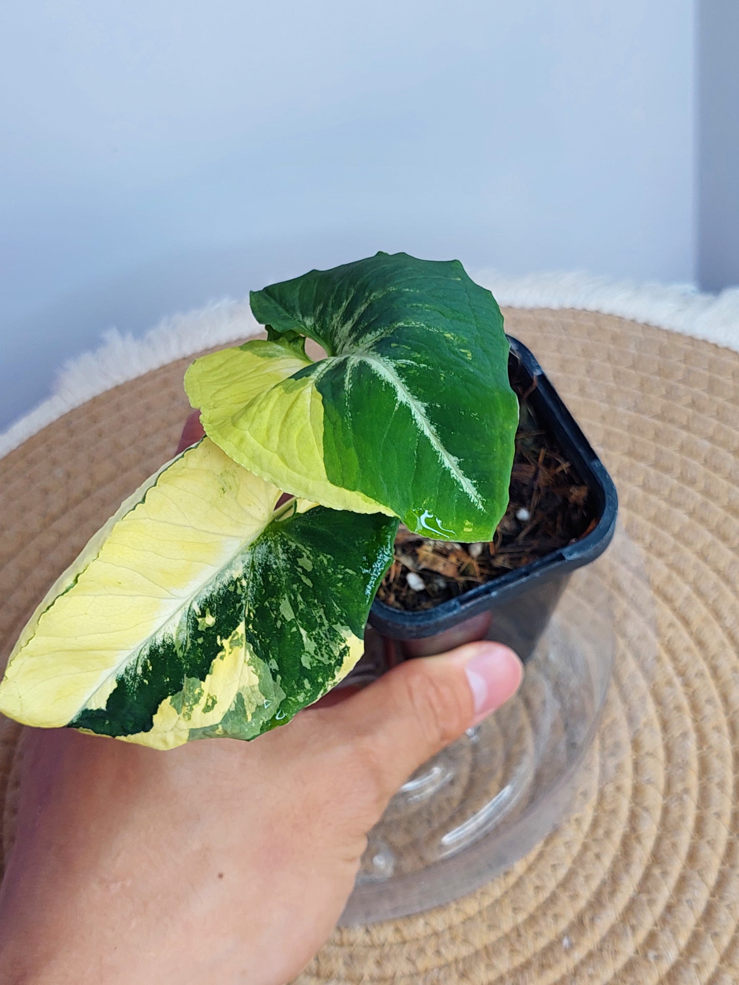 Syngonium Scrambled Eggs #A