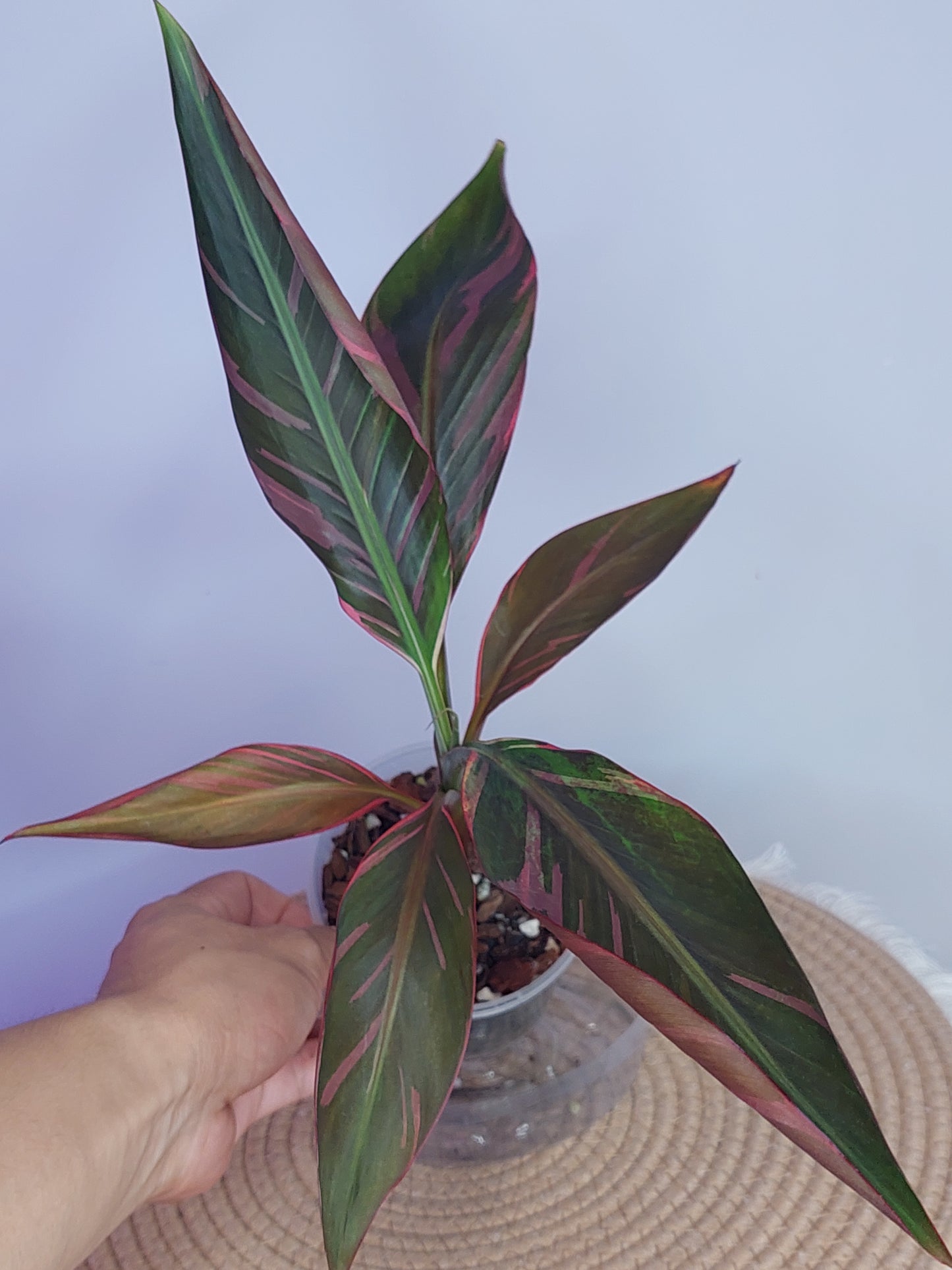 Musa Nono - Pink Variegated Banana 1