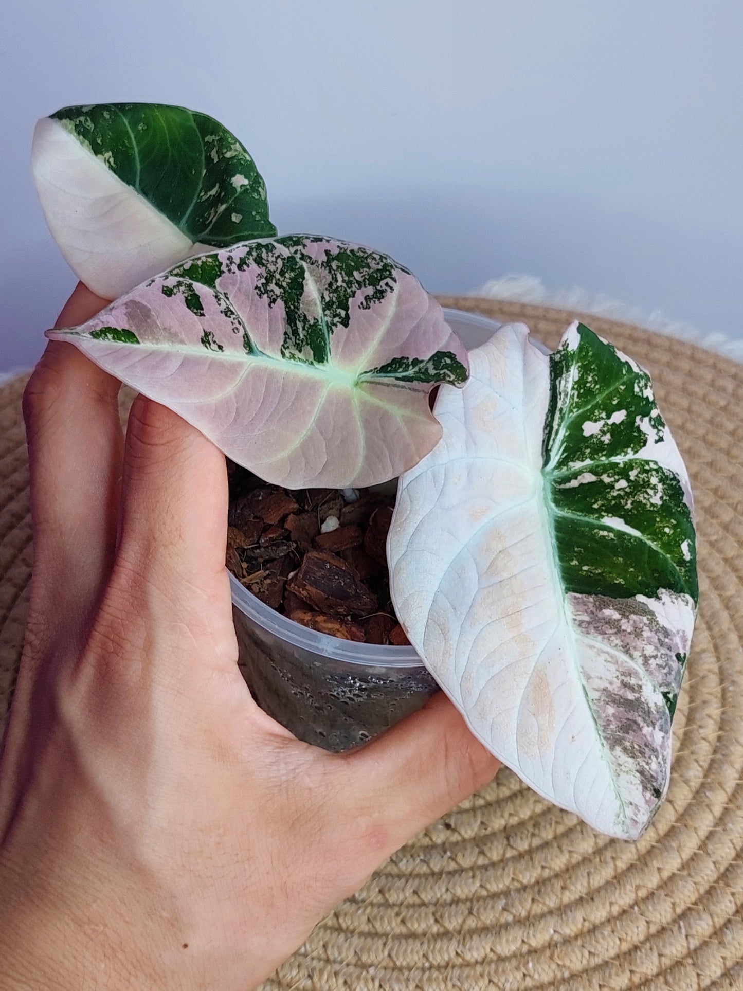 Alocasia Black Velvet Variegated(Mother Plant) - 1