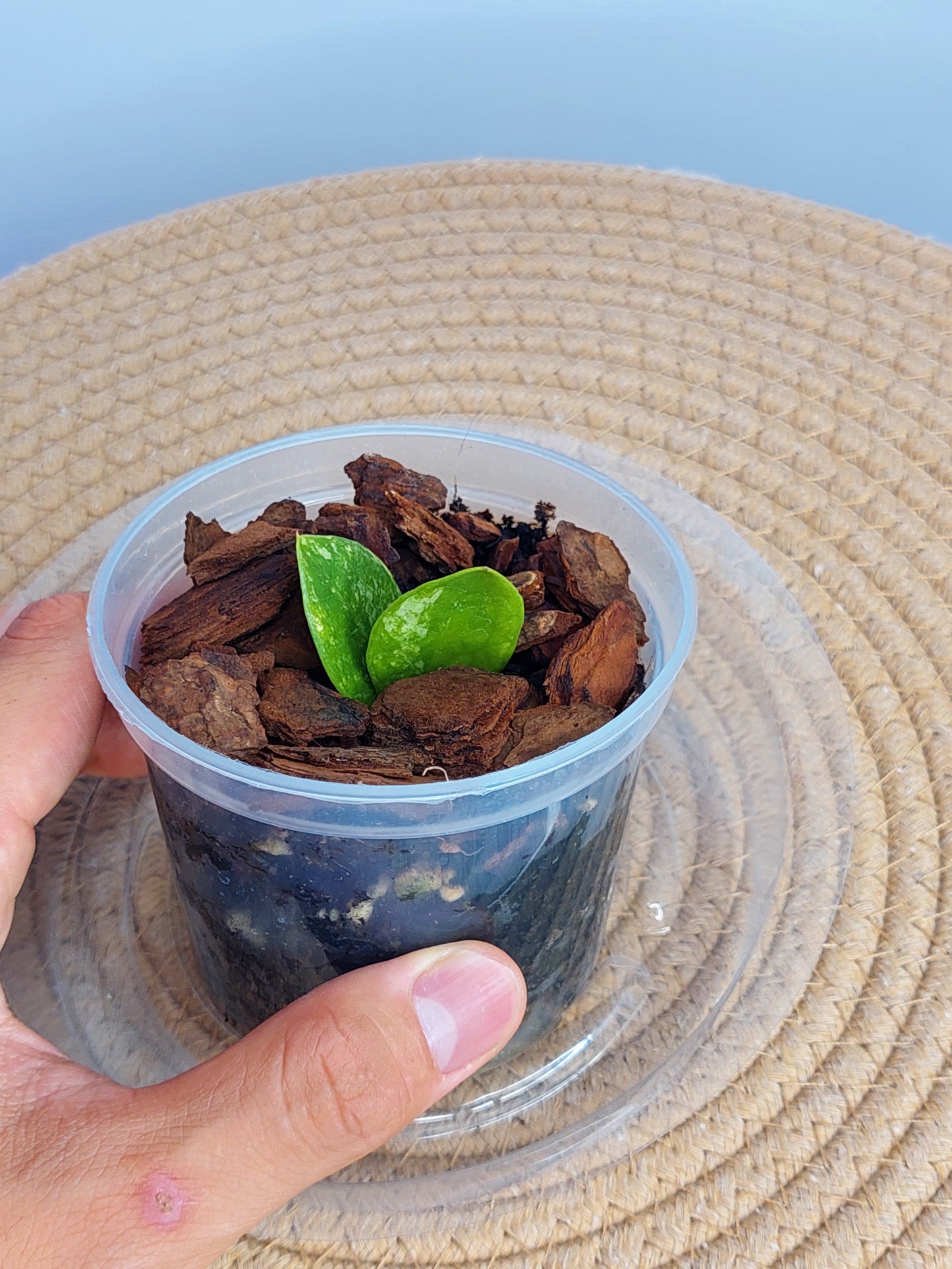 ZZ plant variegated 1