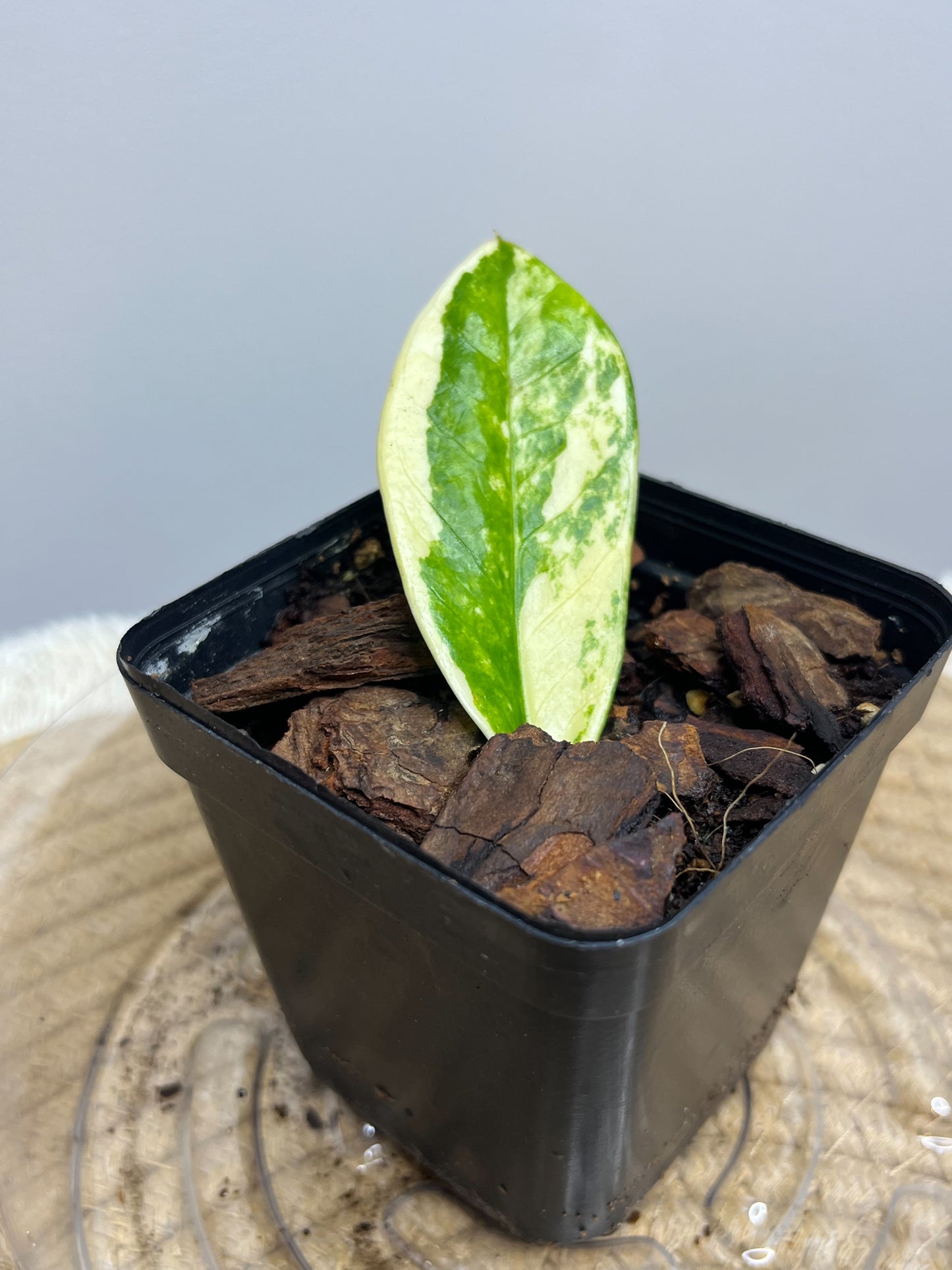 ZZ plant variegated 1