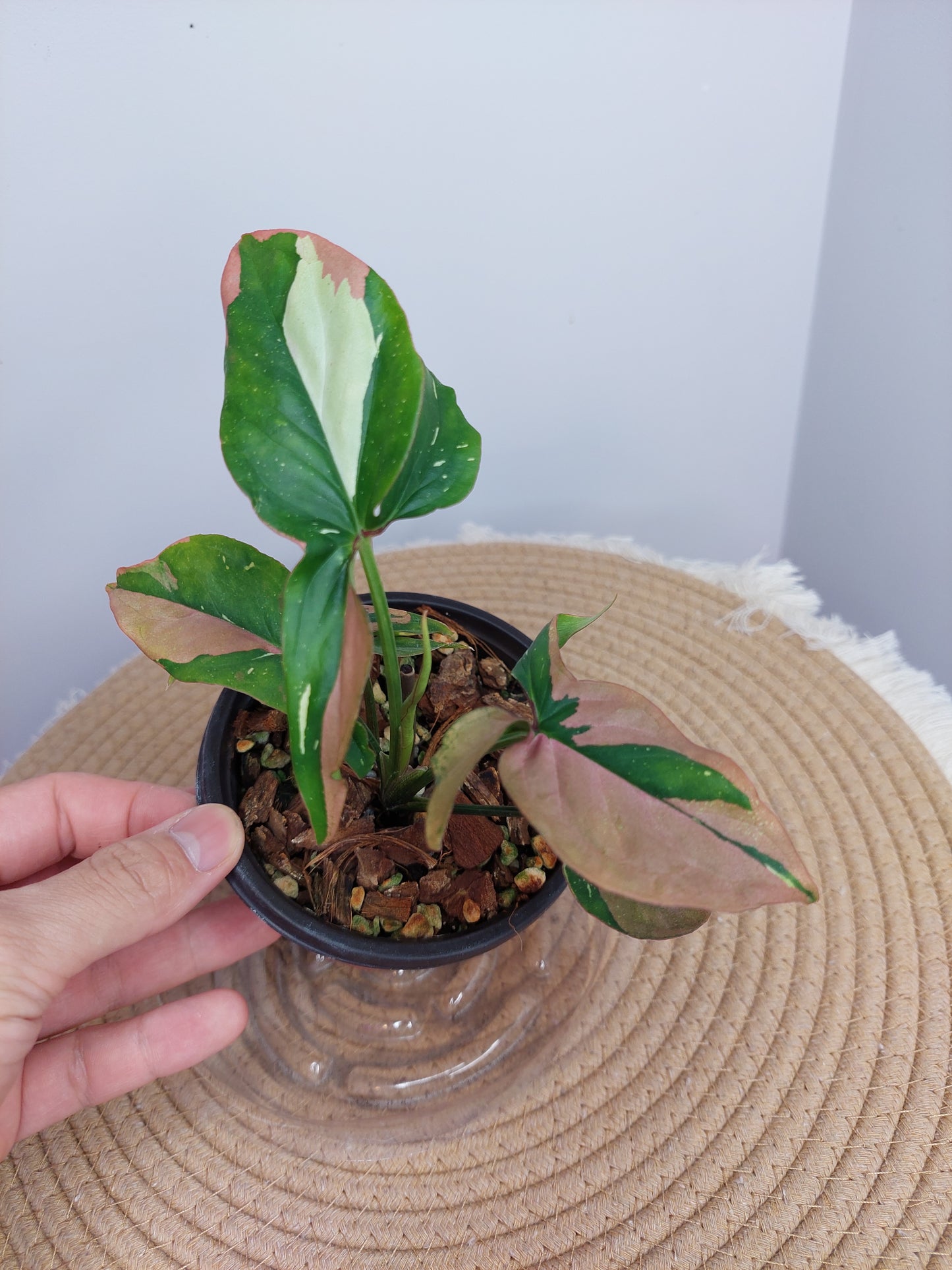Syngonium Red Spot Tricolour 1