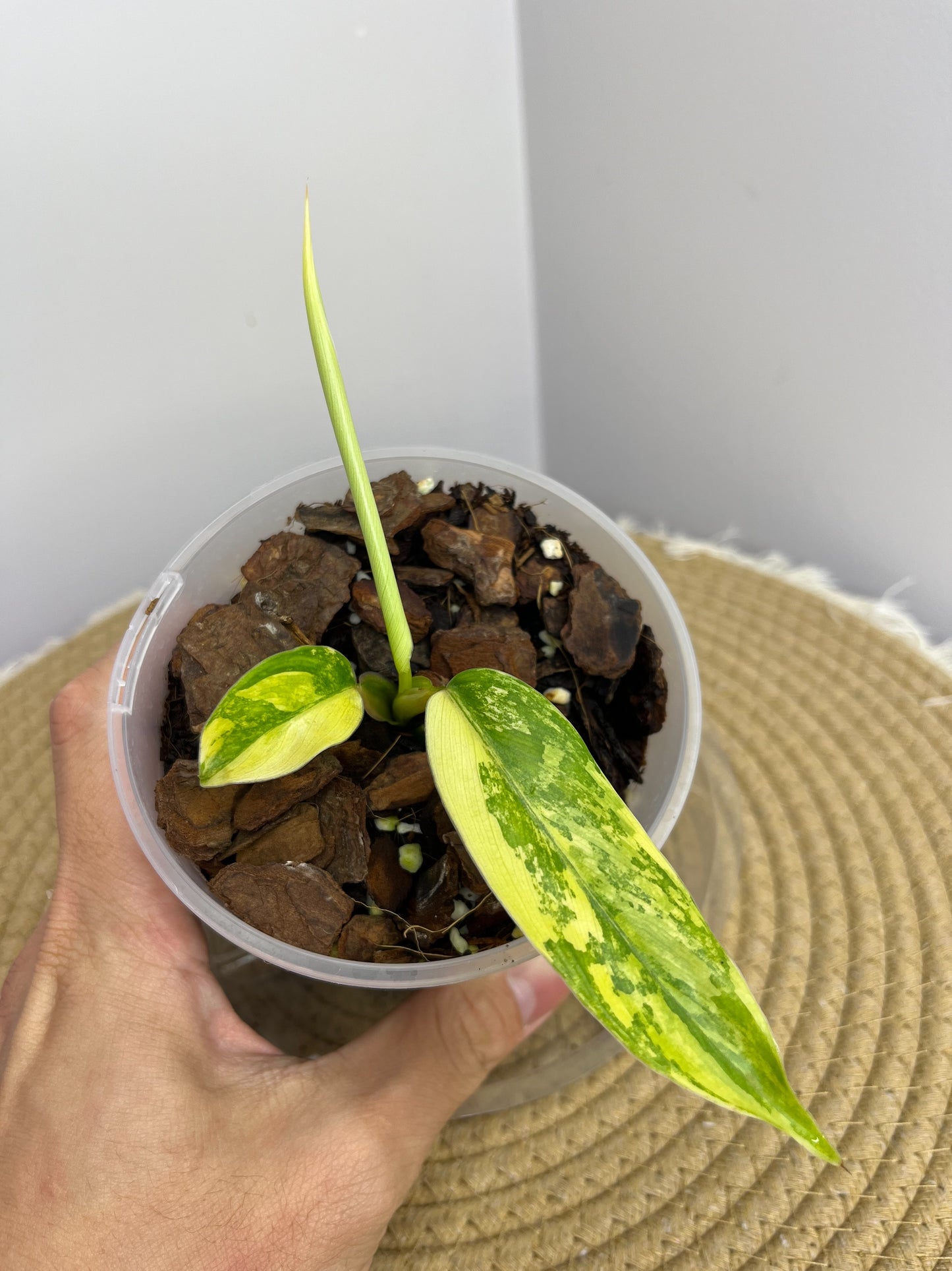 Philodendron Domesticum Mango Shake Variegated 01