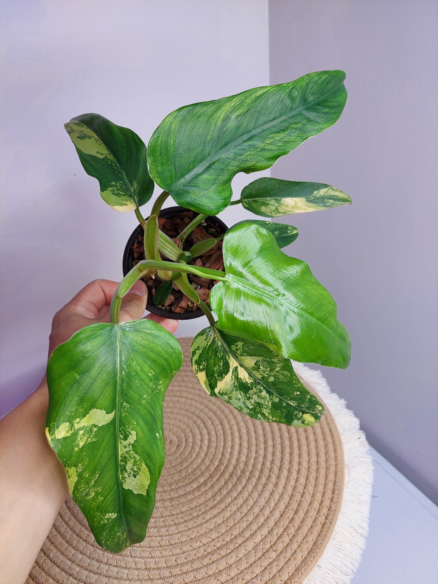 Philodendron Domesticum Mango Shake Variegated #A