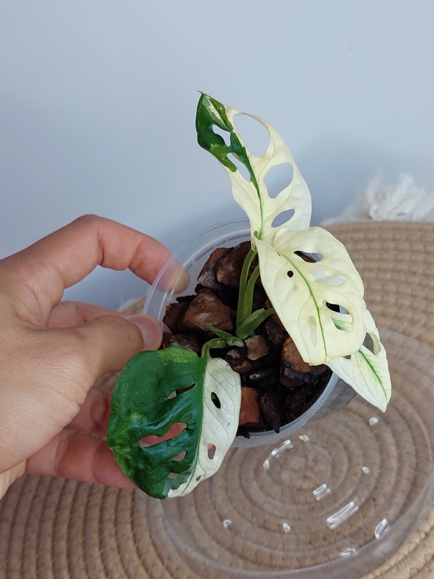 Monstera Monkey Mask(Adansonii) Variegated (1)