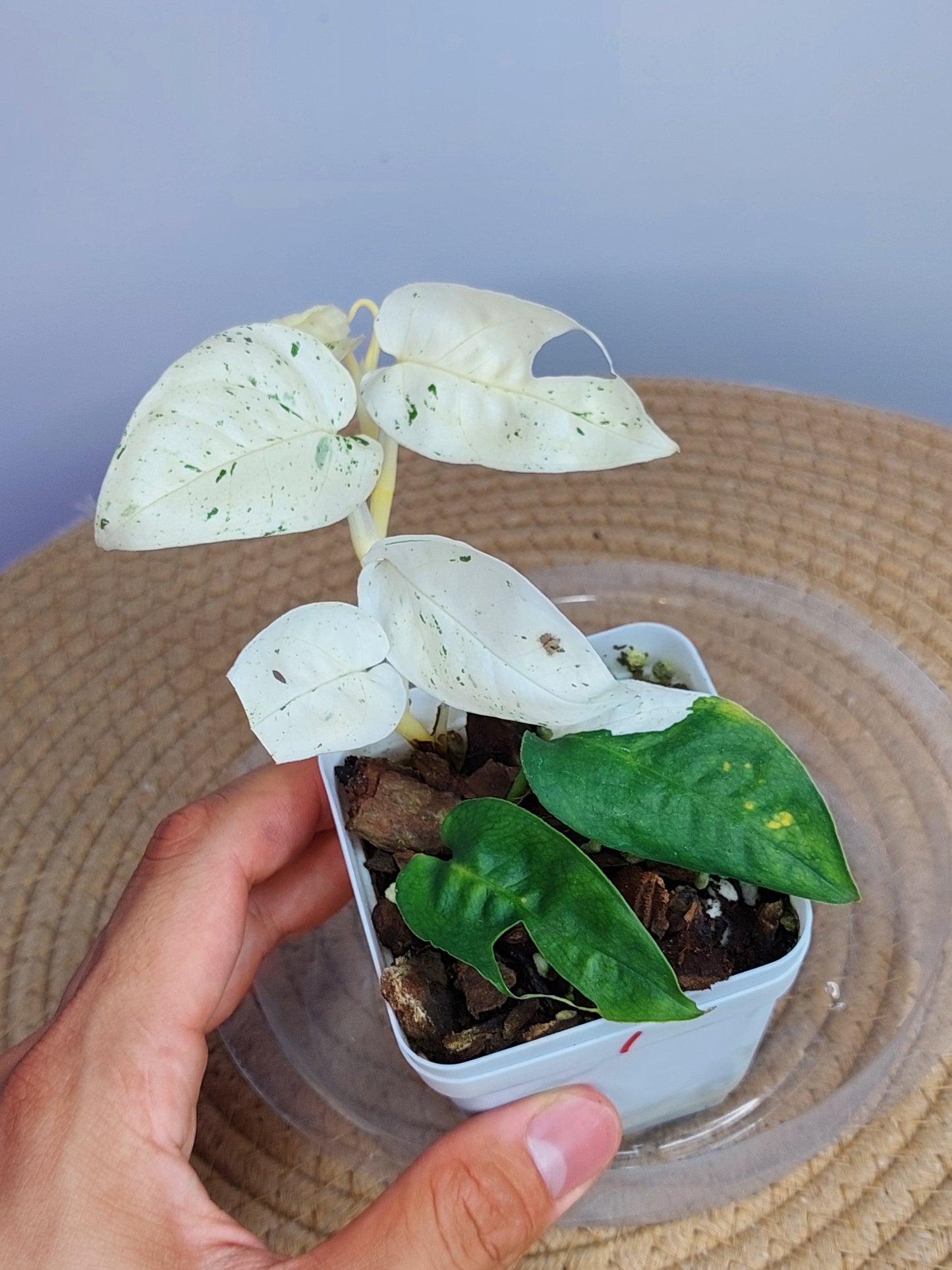 Epipremnum Pinnatum Marble 1