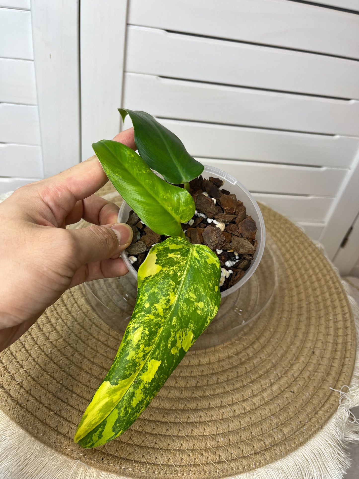 Philodendron Domesticum Mango Shake Variegated - 1