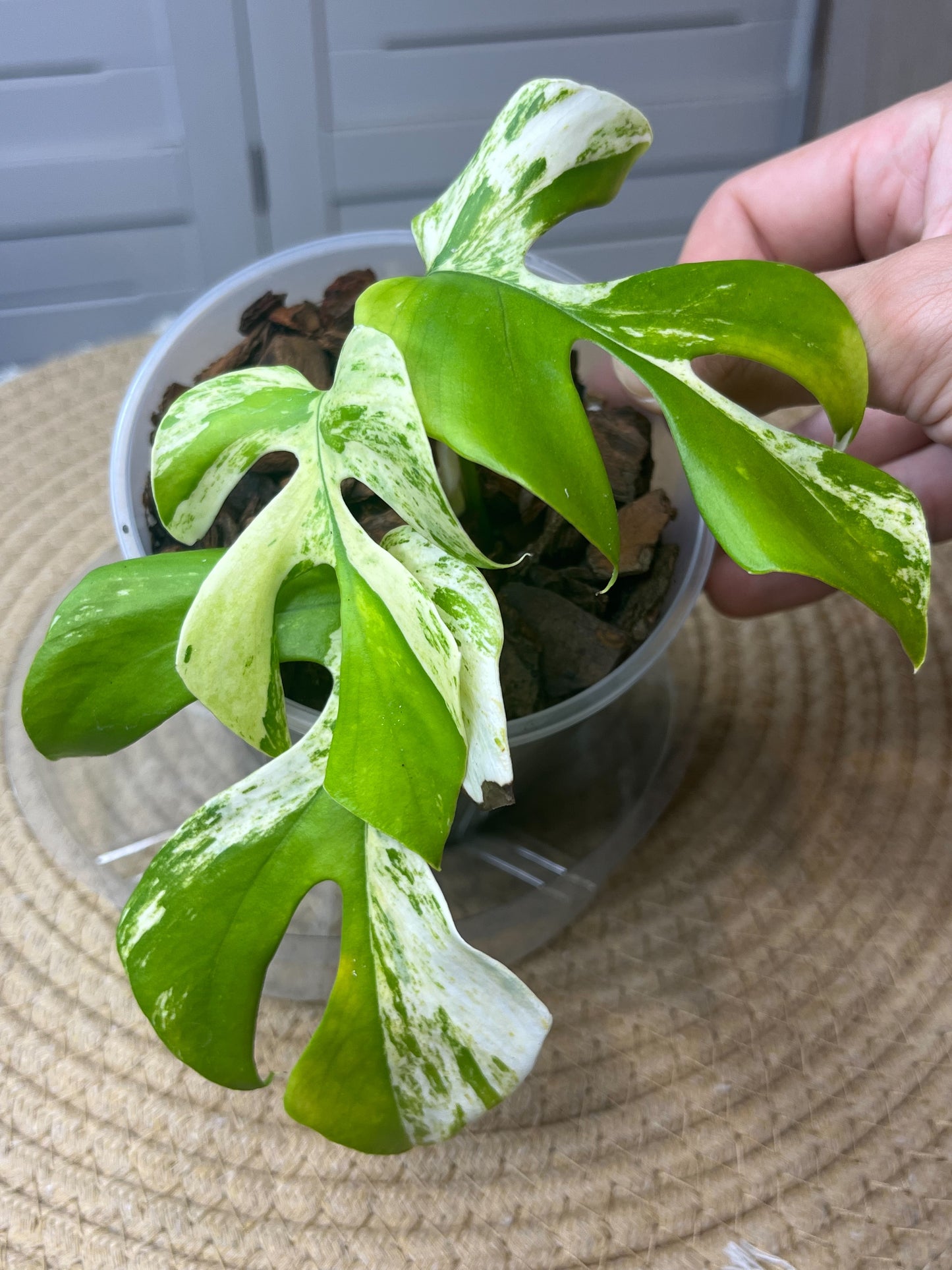 Minima Albo(Rhaphidophora Tetrasperma) Variegated -1