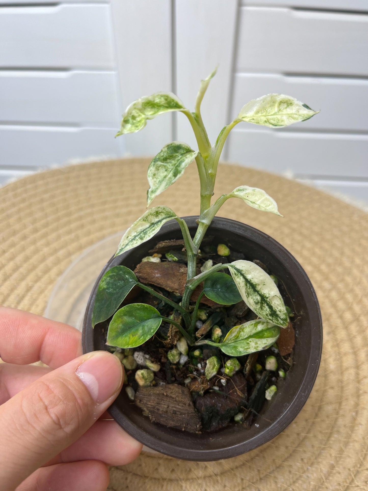 Epipremnum Pinnatum Bali Hanoman #1