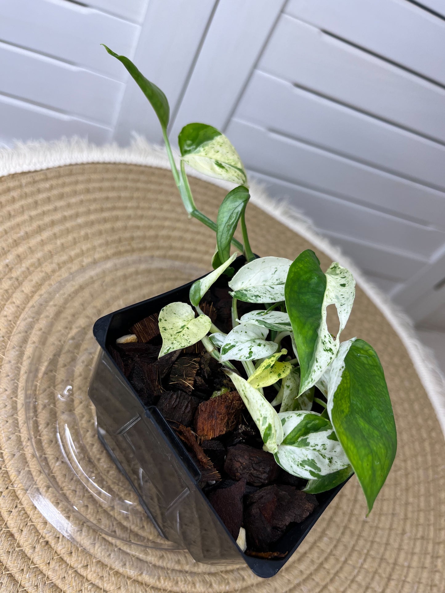 Epipremnum Pinnatum Marble 1