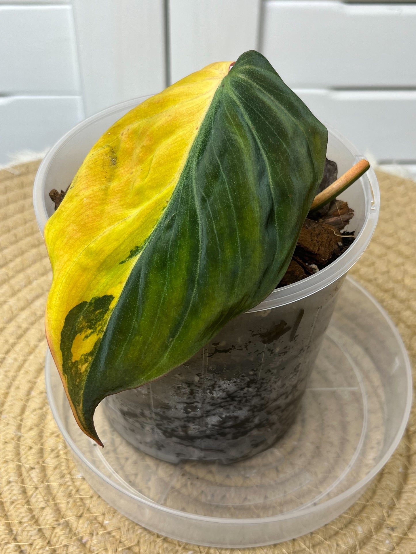 Philodendron Mican Variegated #1