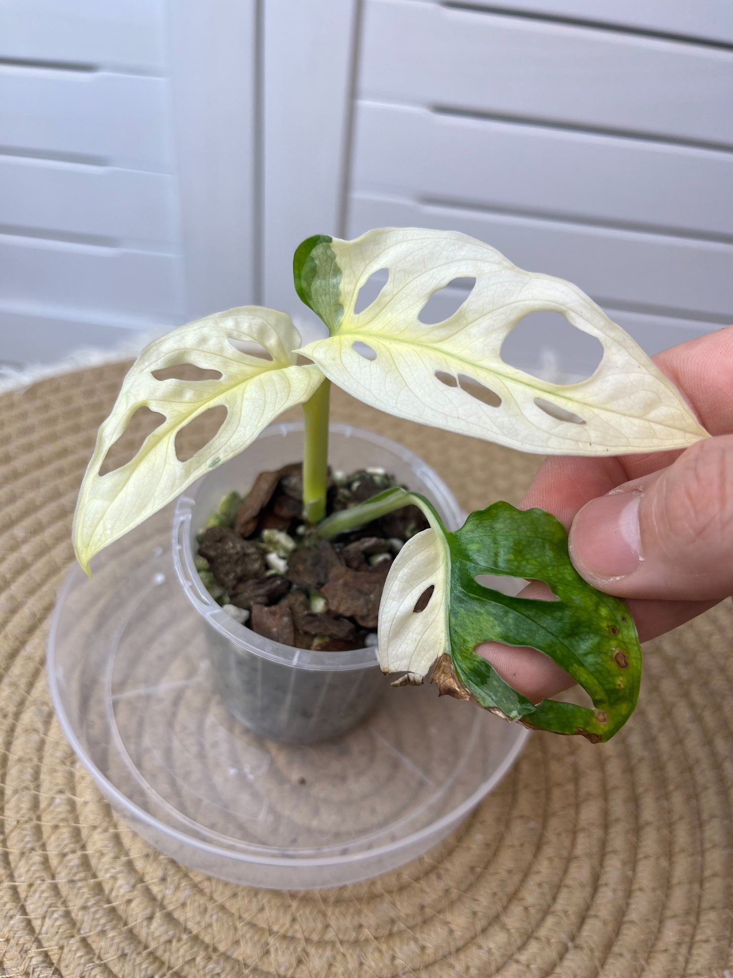 Monstera Monkey Mask(Adansonii) Highly Variegated (1)