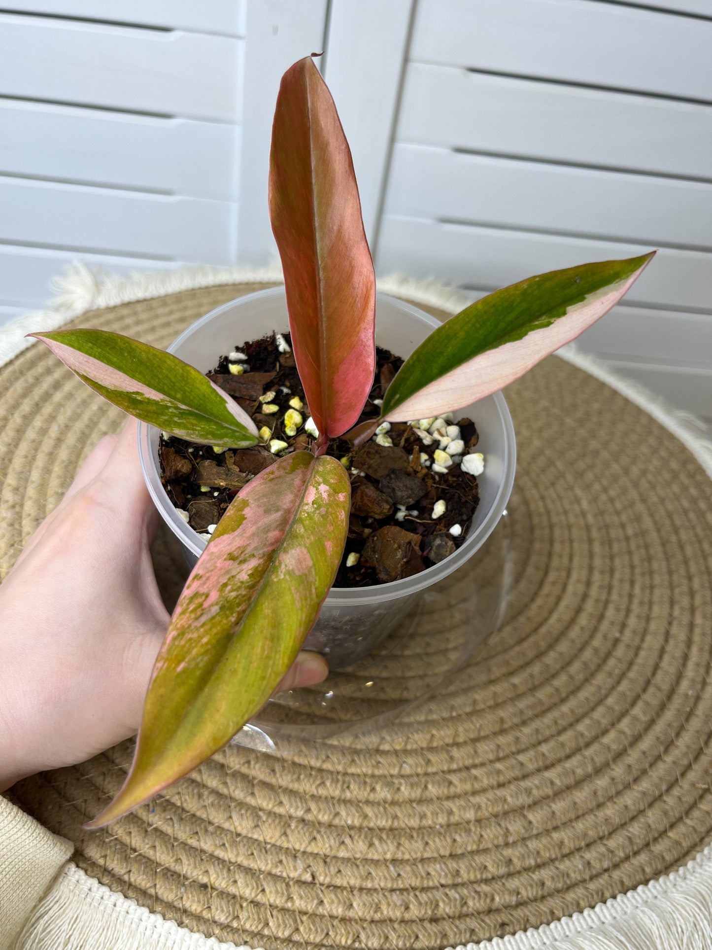 Philodendron Caramel Marble Variegated 1