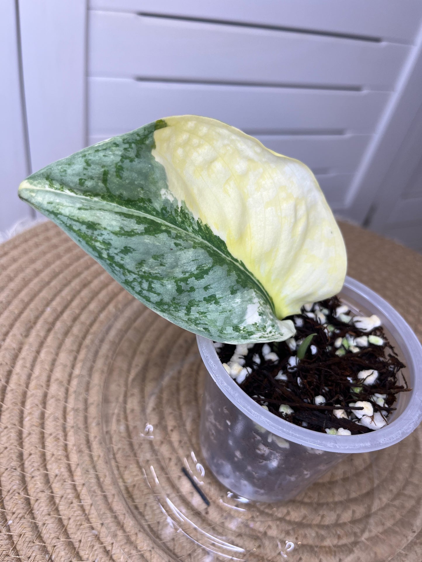 Scindapsus Exotica Variegated (1)