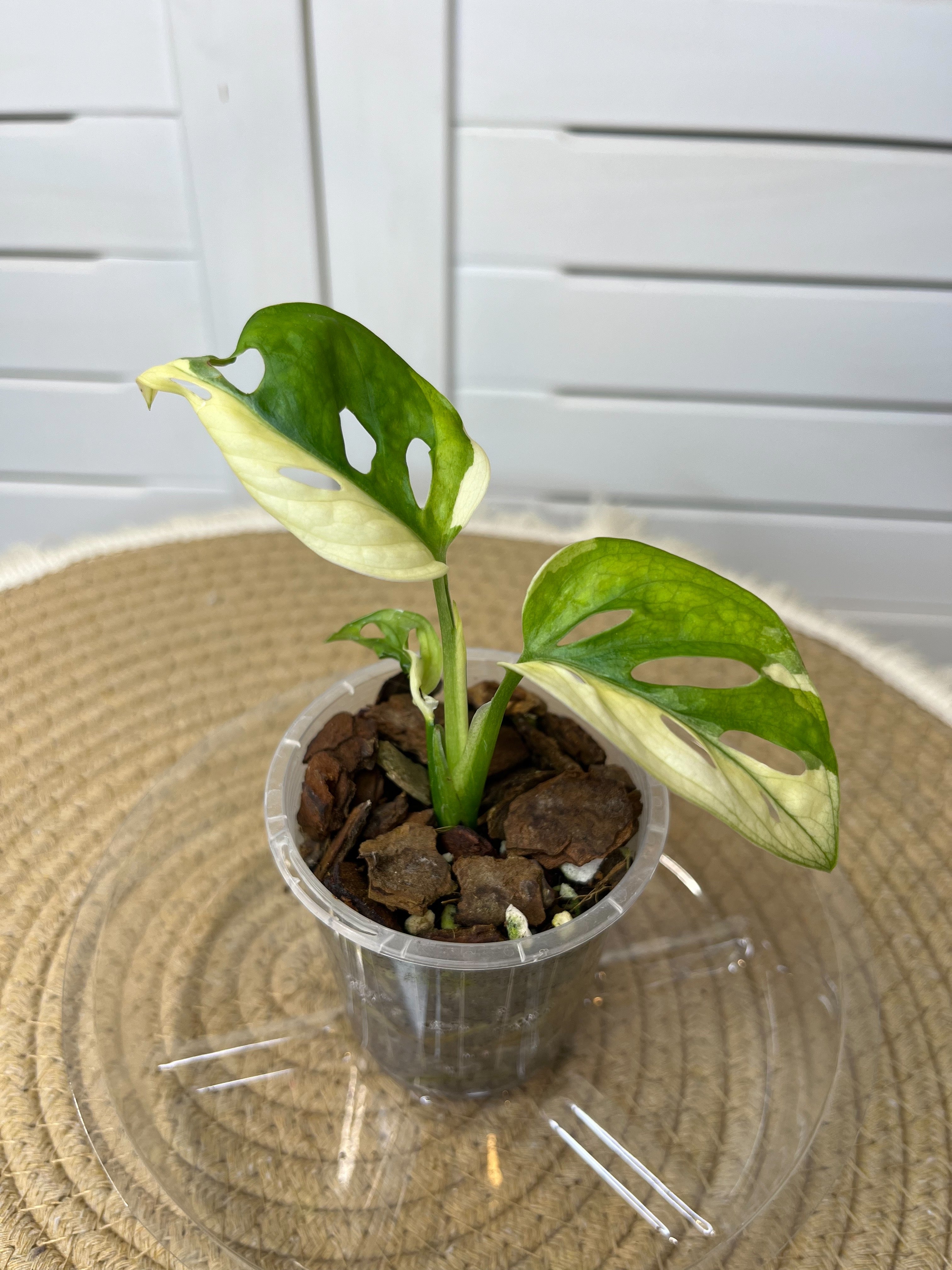 monstera adansonii nz Monstera Monkey Mask(Adansonii) Halfmoon Variegated #1 – SOUL PLANT