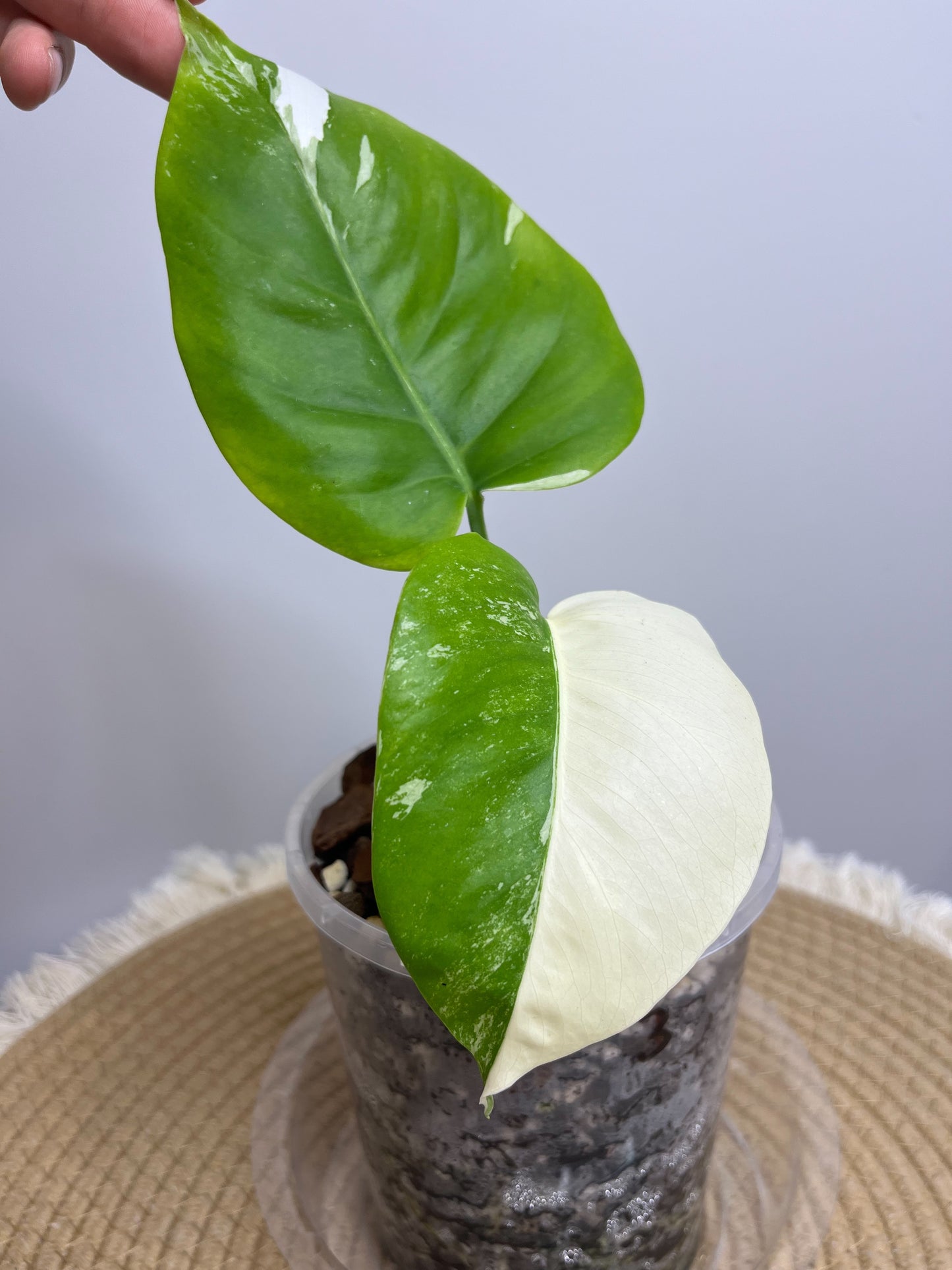 Monstera Borsigiana Albo Variegated 1