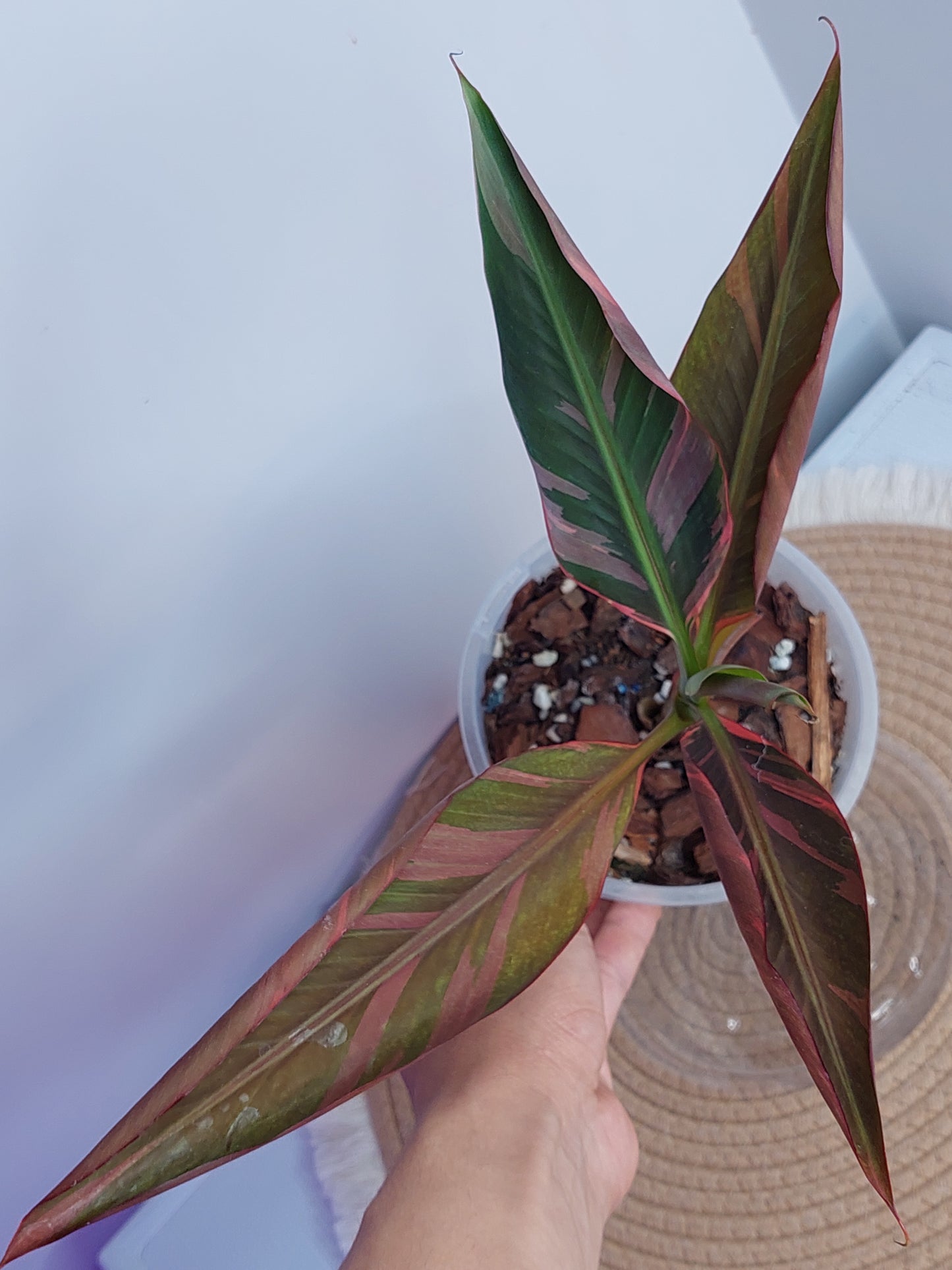 Musa Nono - Pink Variegated Banana (1)