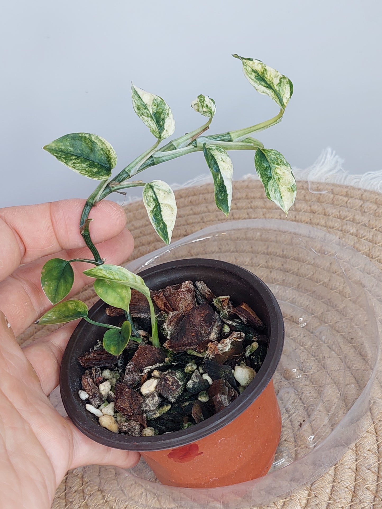 Epipremnum Pinnatum Bali Hanoman 1