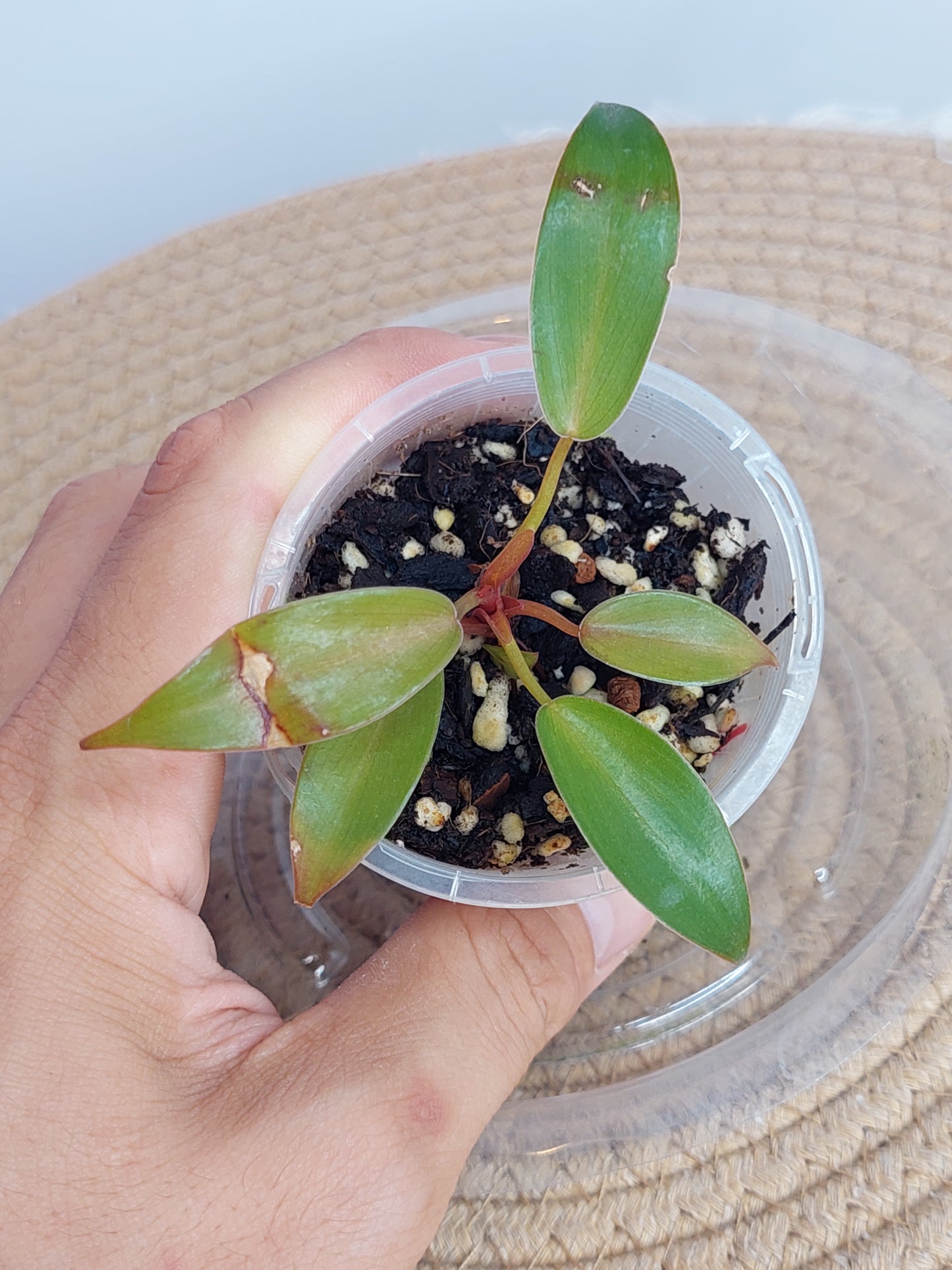 Philodendron Florida Bronze 1