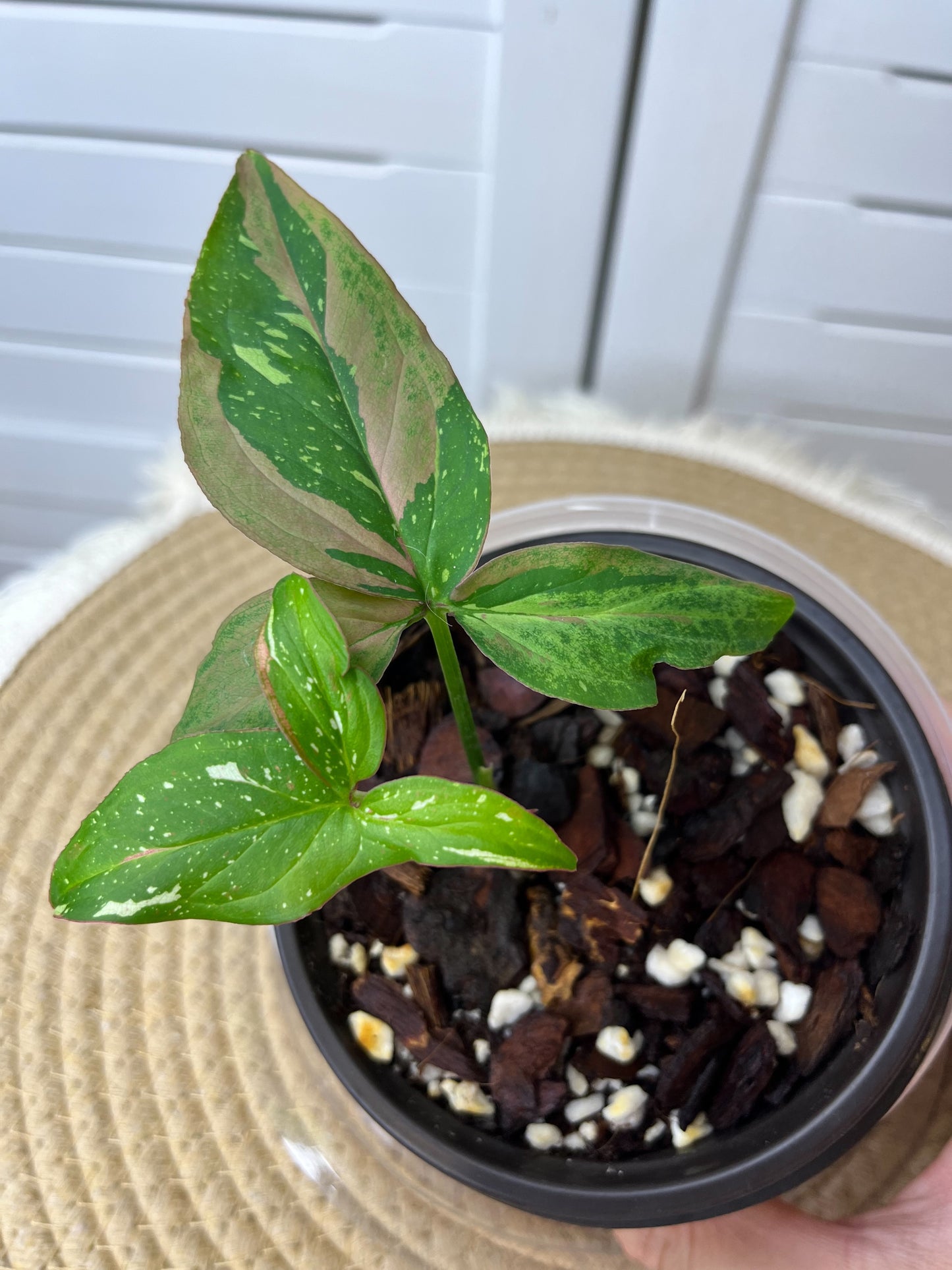 Syngonium Red Spot Tricolour 1