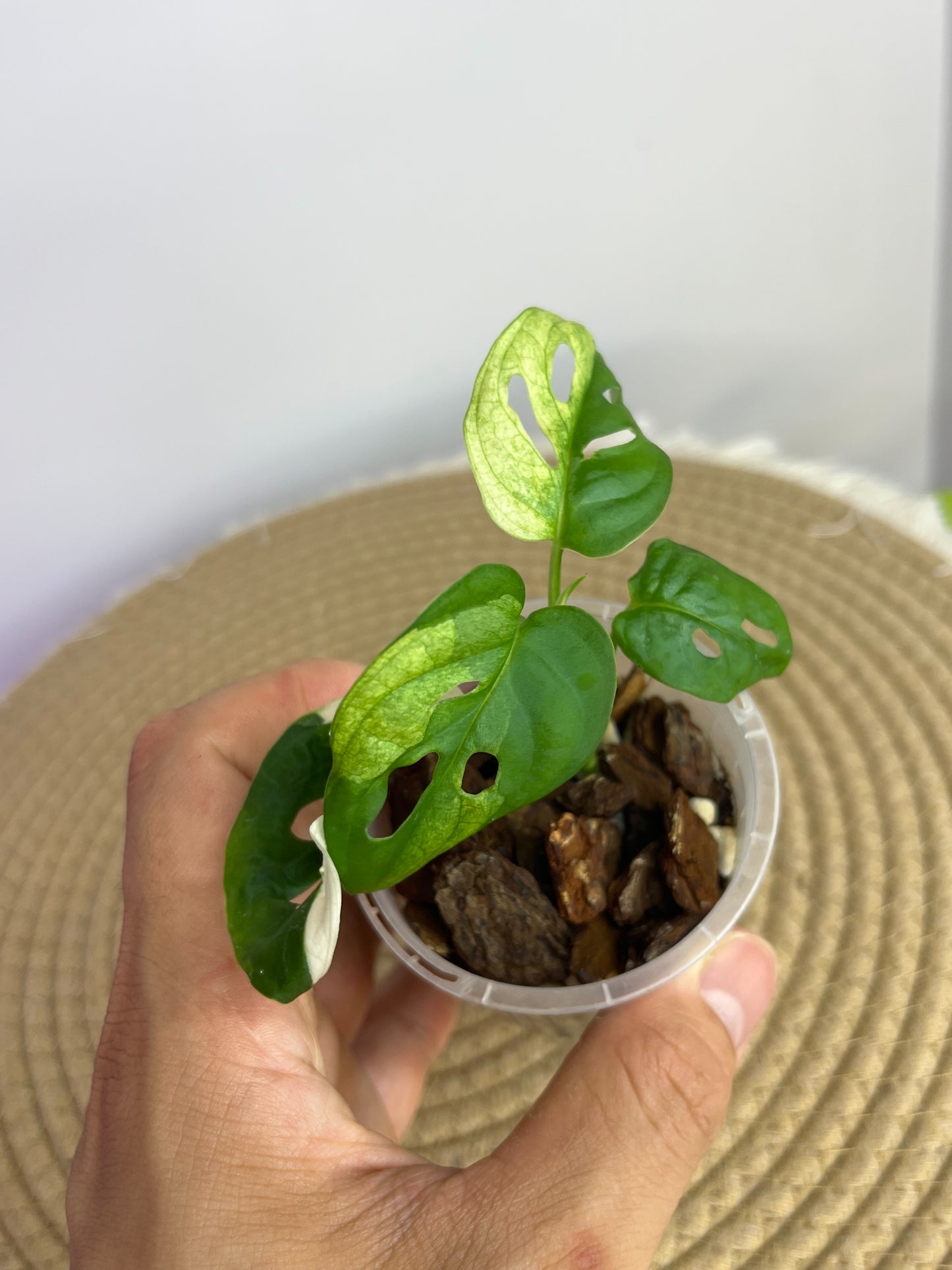 Monstera Monkey Mask(Adansonii) Variegated A