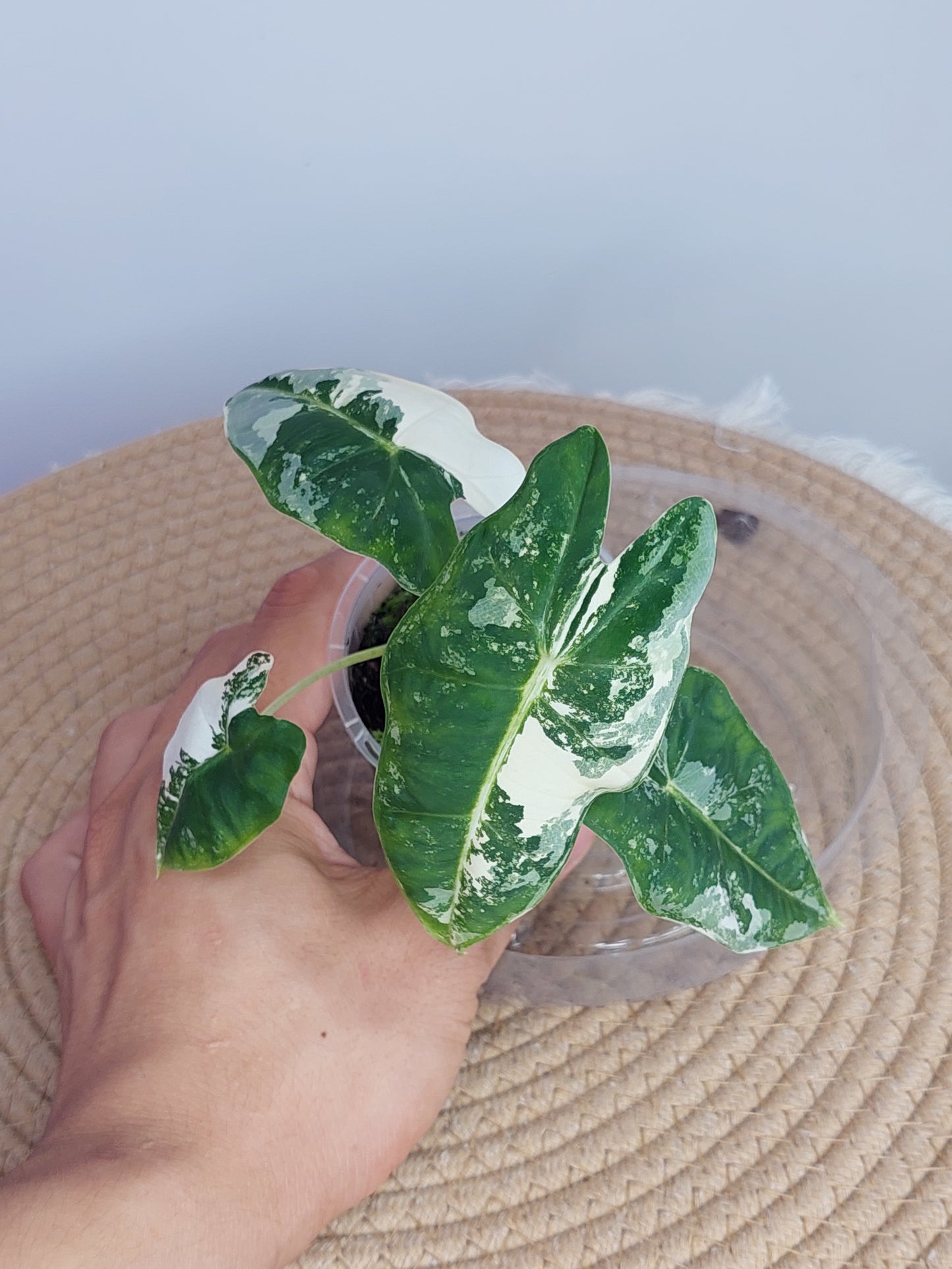 Alocasia Frydek Variegated 1