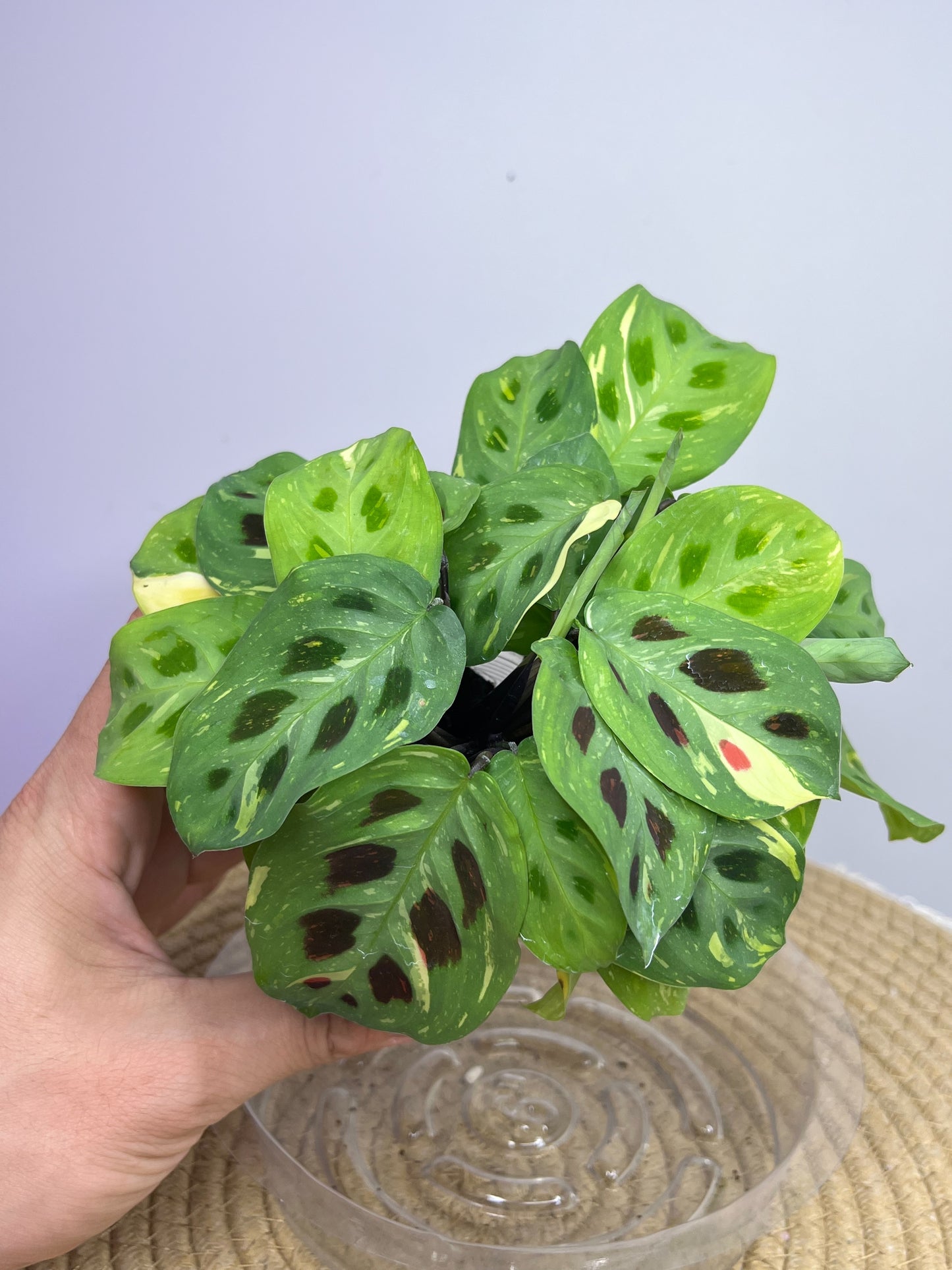 Maranta Variegated (Prayer Plant) 1