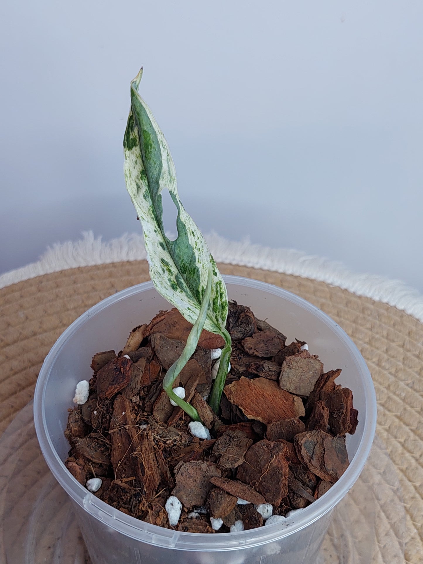 Monstera Adansonii Mint #A