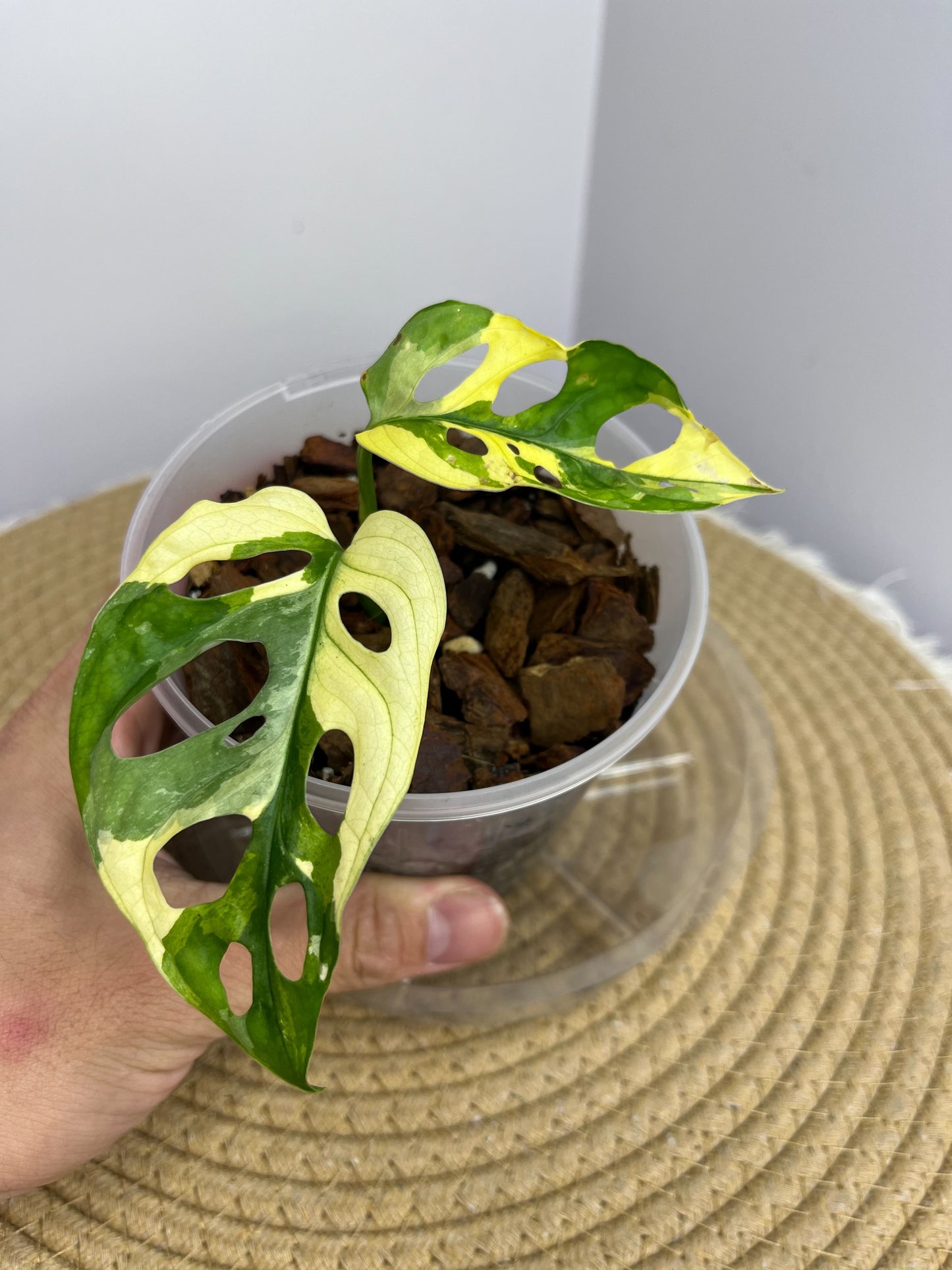 Monstera Monkey Mask(Adansonii) Variegated 01