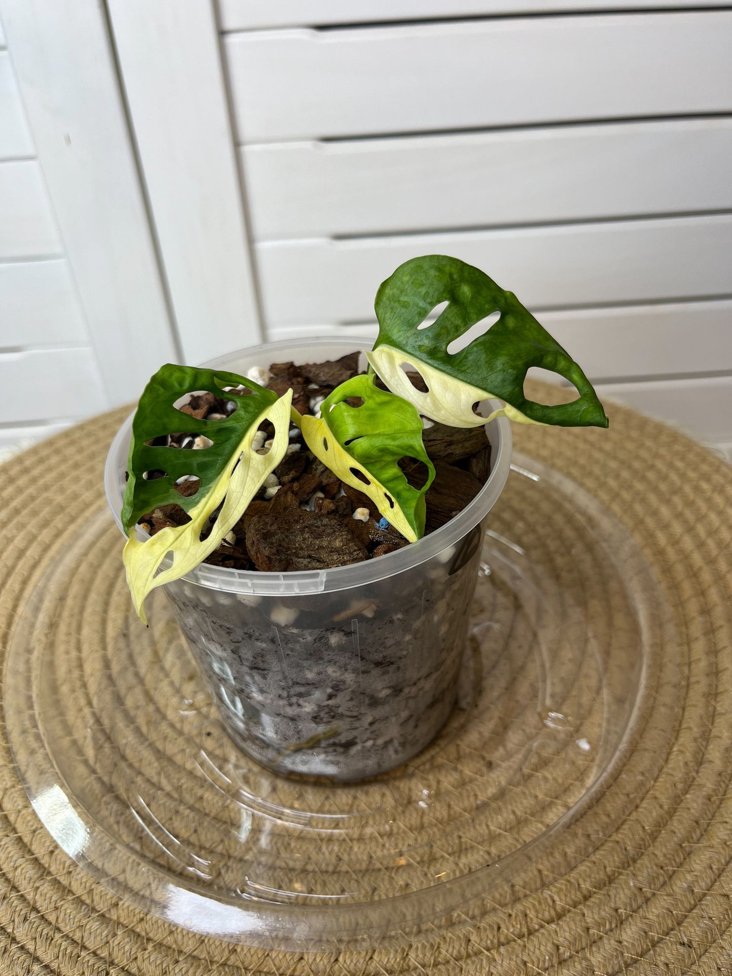 Monstera Monkey Mask(Adansonii) Halfmoon Variegated - 1