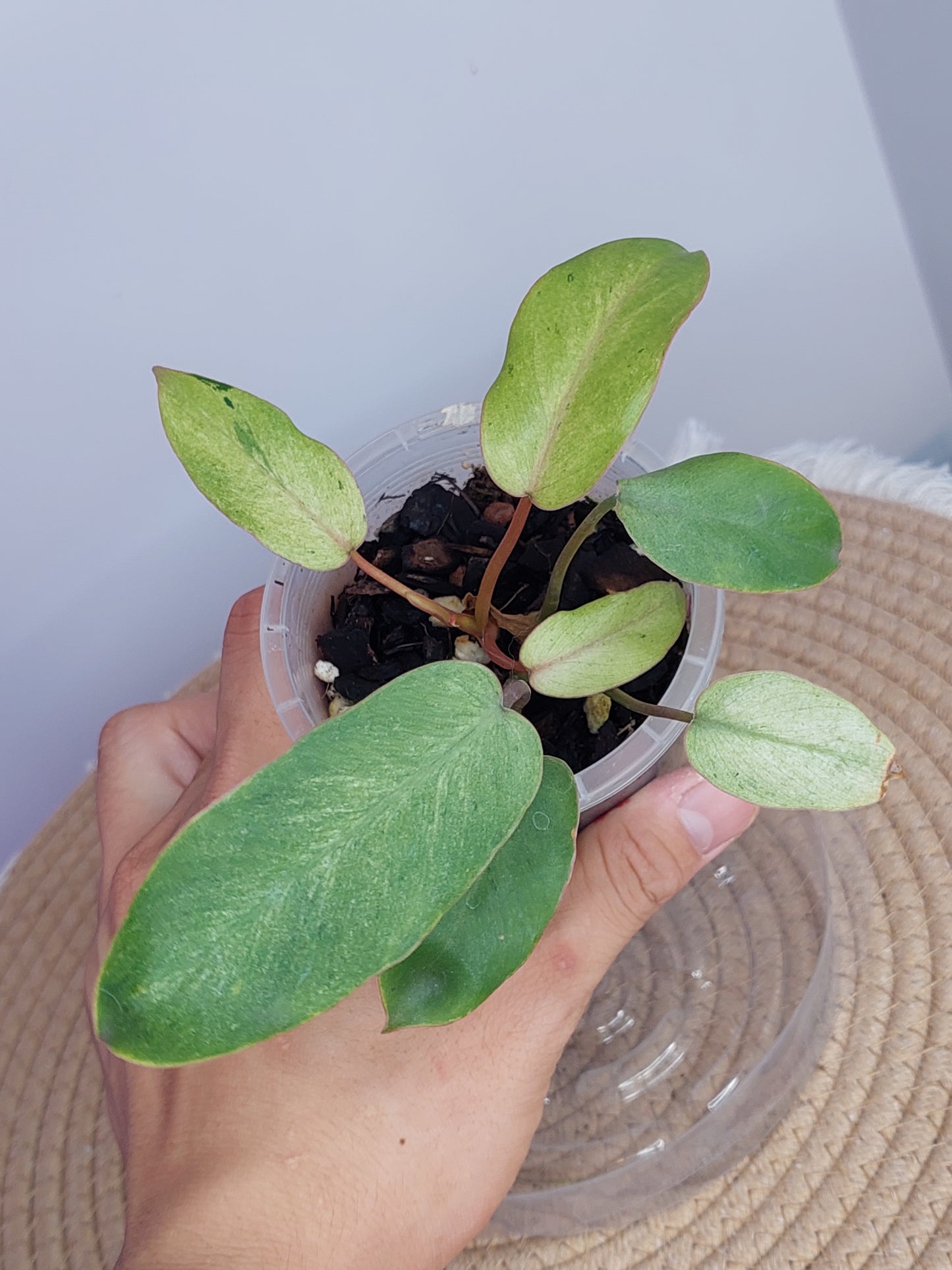Philodendron Snowdrift 1
