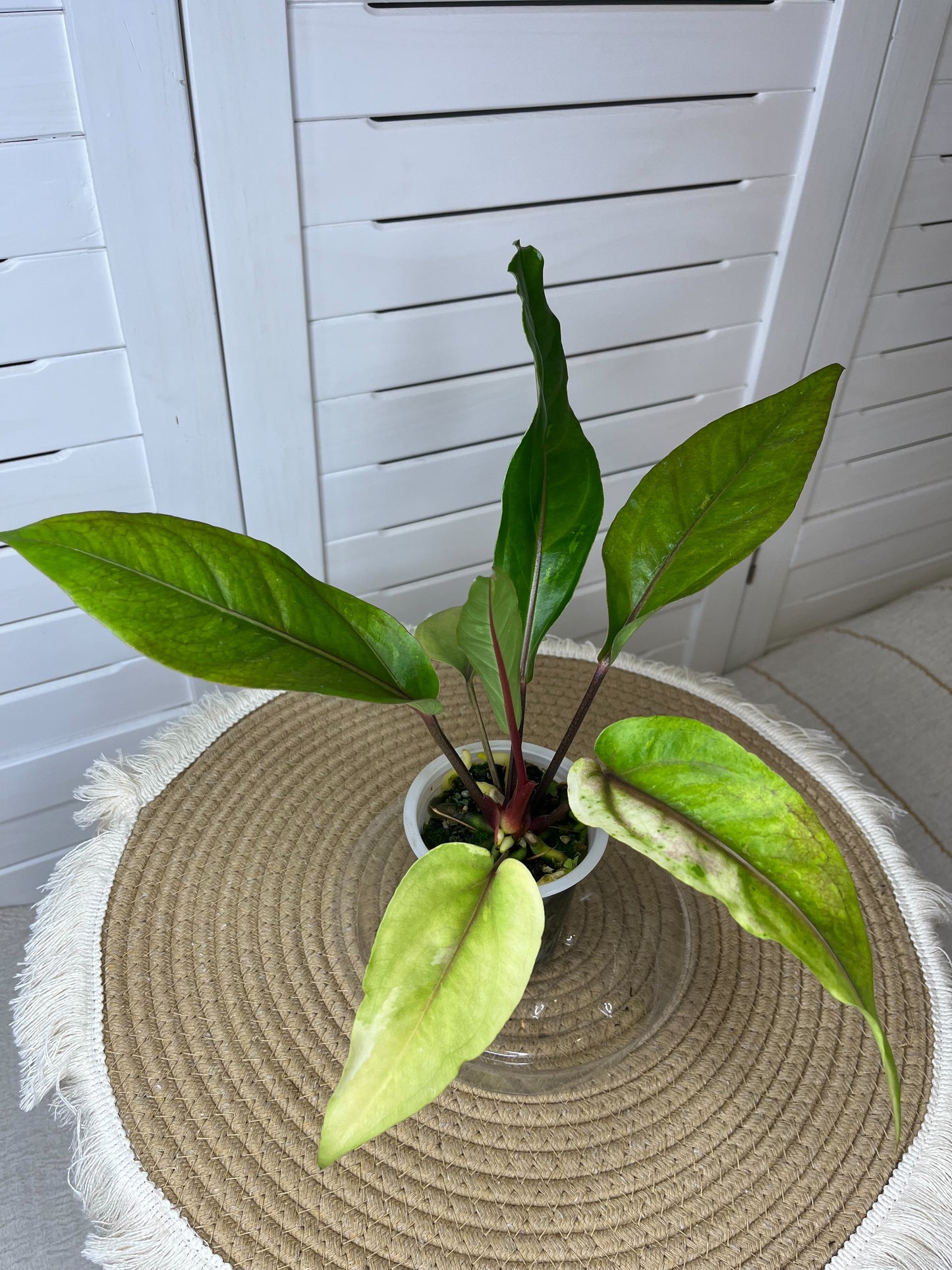 Anthurium Hookeri Variegated 1