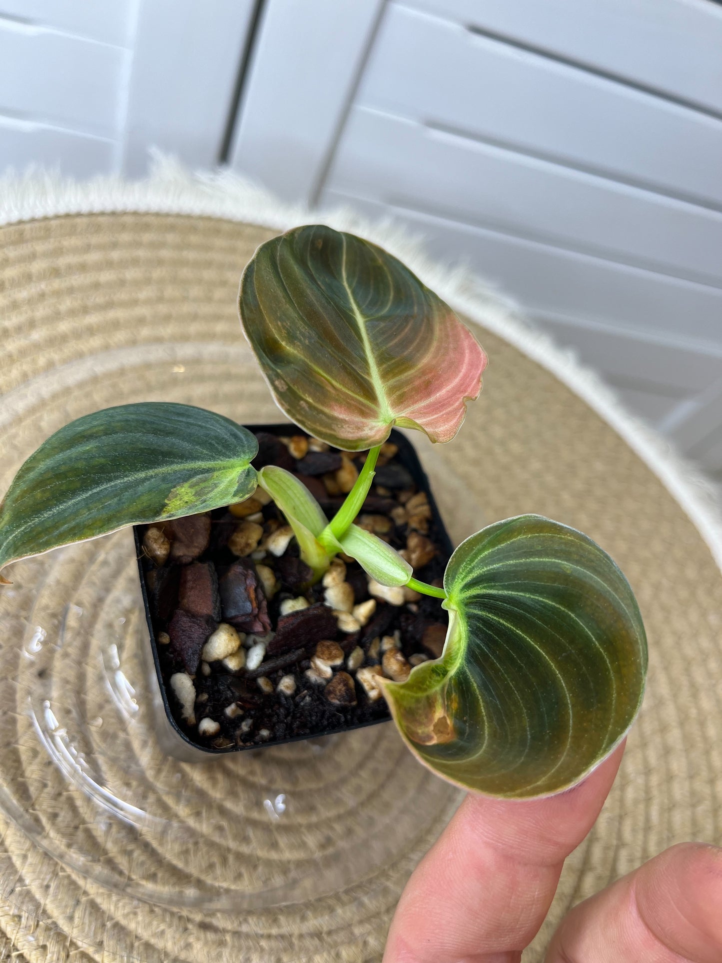 Philodendron Melanochrysum Variegated 1